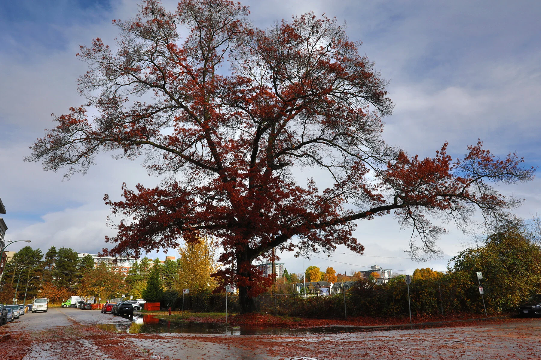 Station St Tree_Nov 13_2020_HDR_4G4348_4x6.jpg