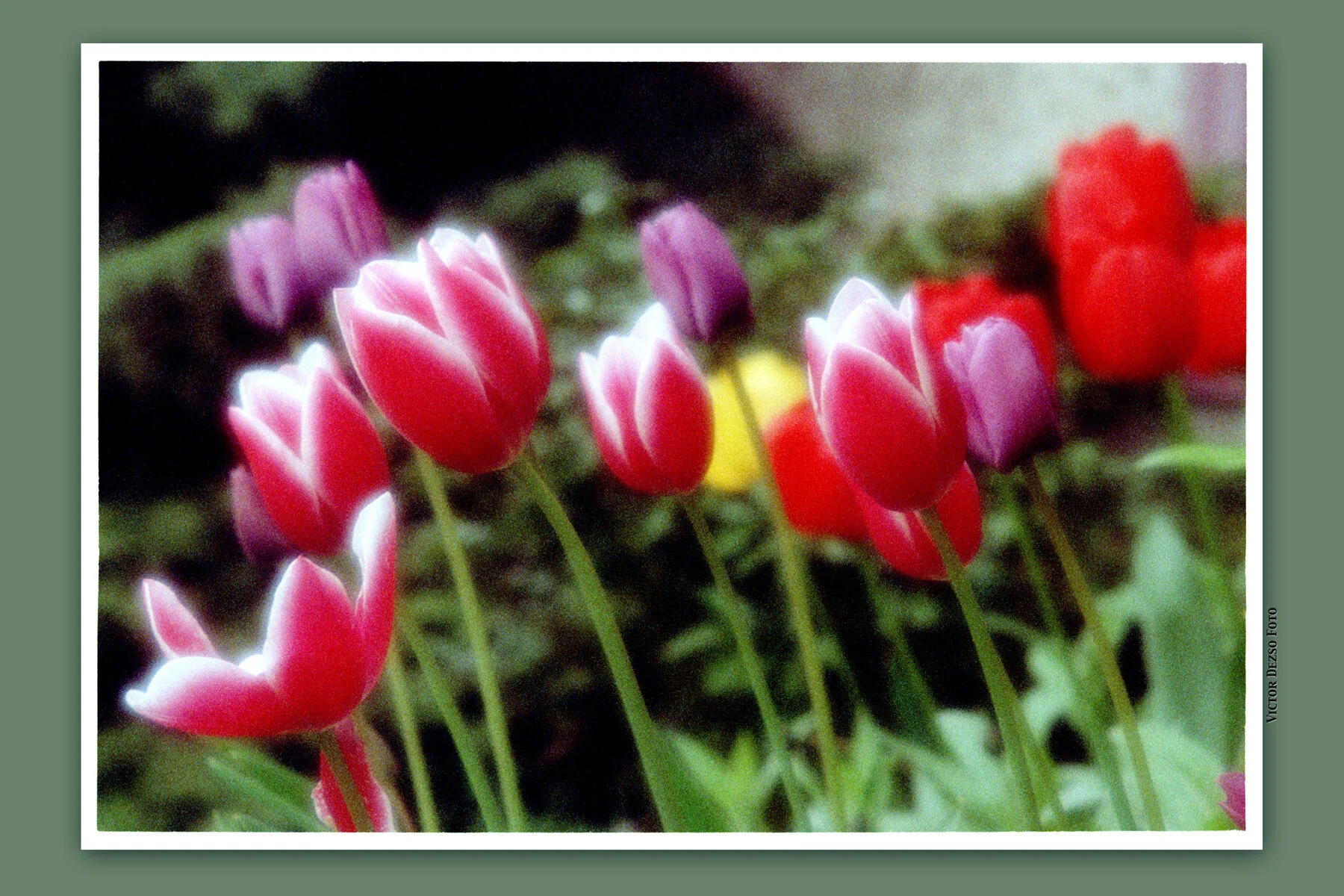Tulips_0714_15_2_4x6.jpg