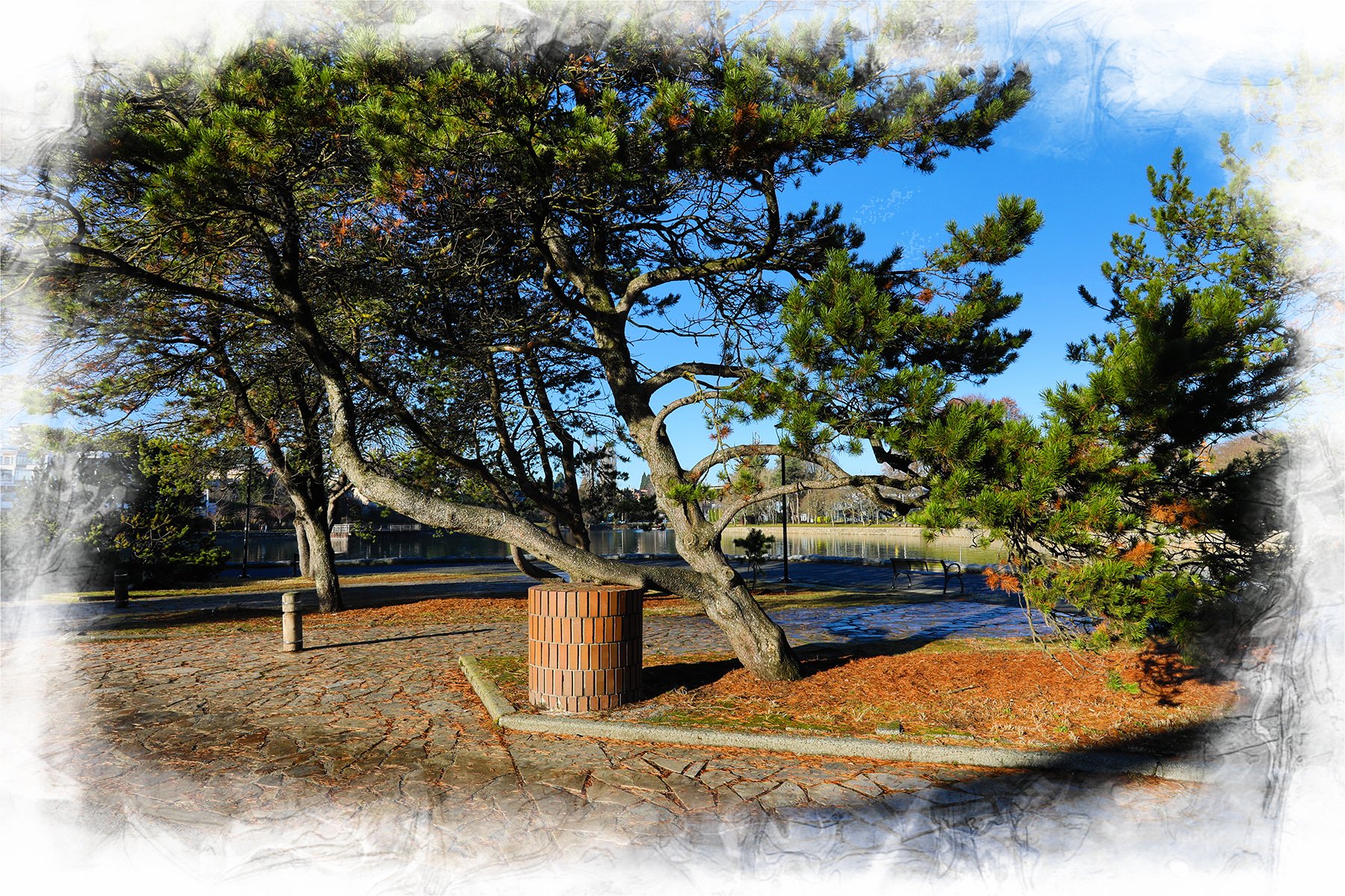 1100 Island Park Walk Trees_Dec 14_2022_HDR_5C9318_peGrabajava_4x6.jpg