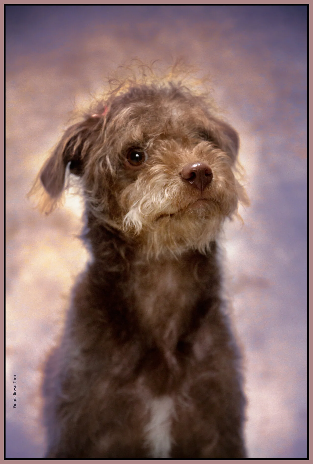 Frances Stewart_Feb 25_2015_HDR_F3276_peSSB&_4x6s.jpg