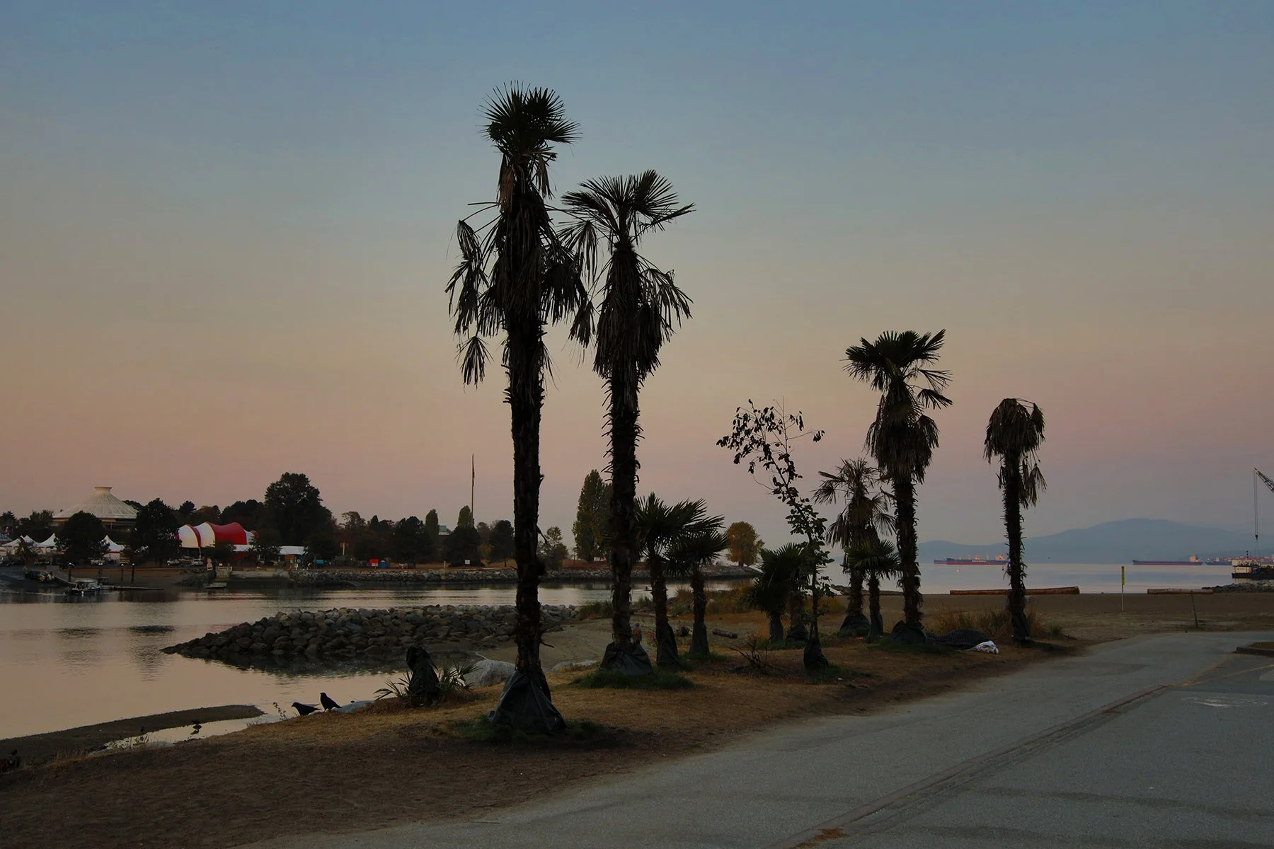 Sunset Beach Palms_Oct 16_2022_HDR_4H3966_4x6.jpg