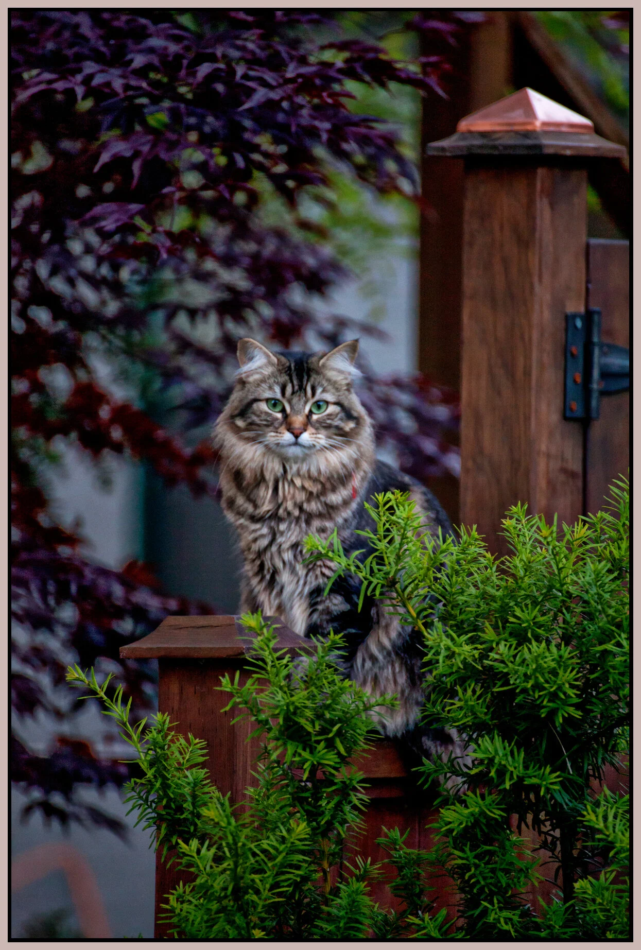 Strathcona Cat_Jun 9_2013_3081_peHr_4x6s.jpg