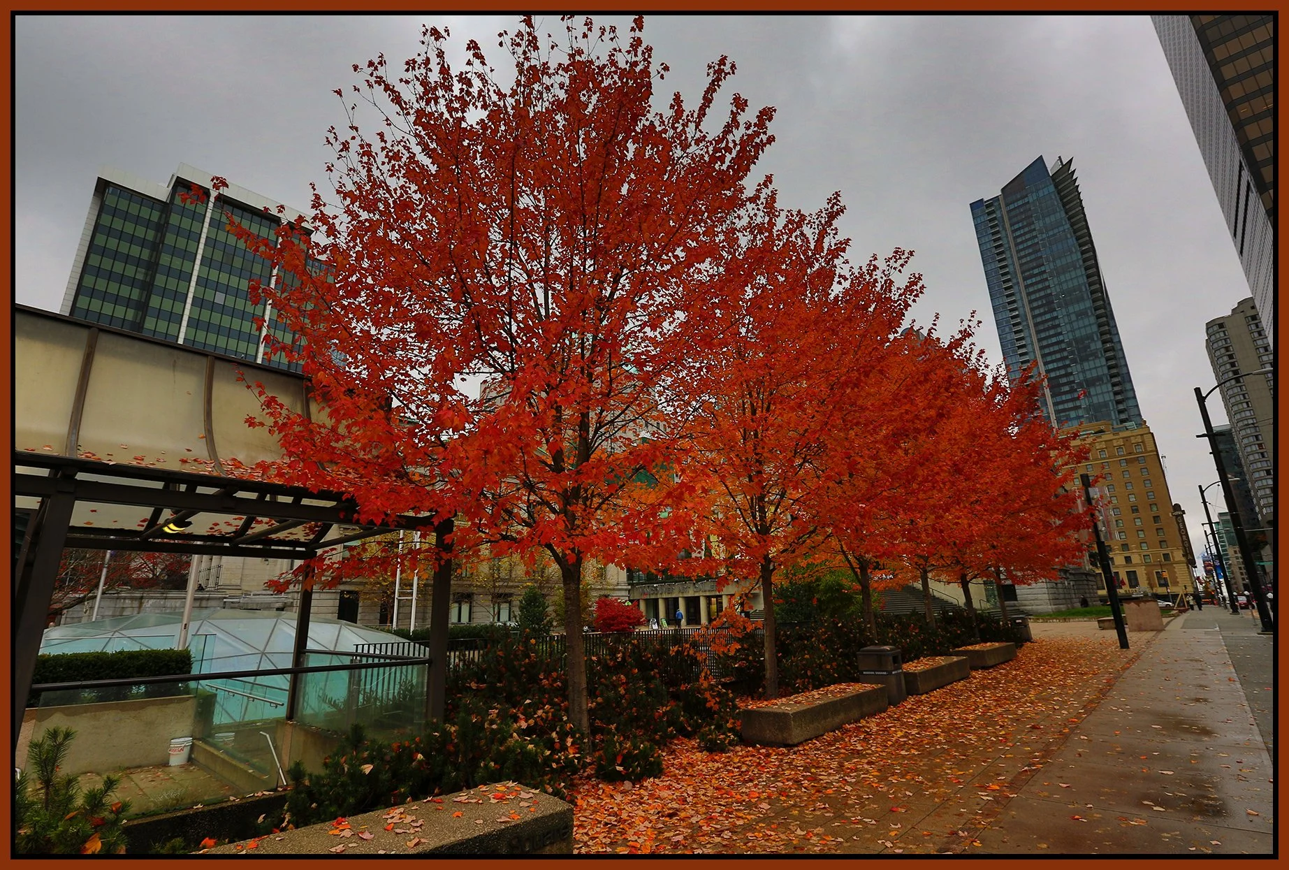 Robson Square Trees_Nov 14_2015_HDR_H2258_4x6s.jpg