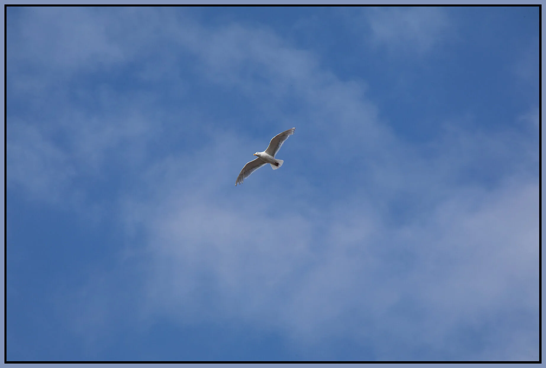 Seagull_Jul 15_2021_CR2_4G0458_4x6s.jpg