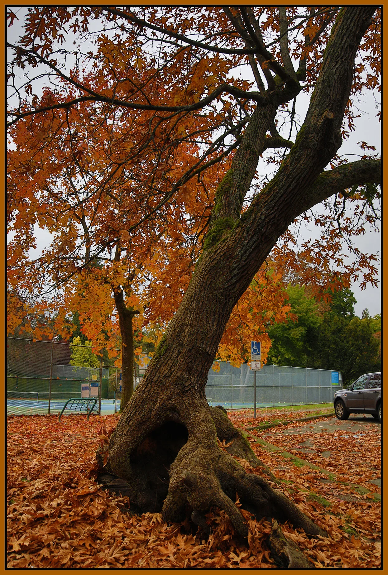 Stanley Pk Tree_Oct 28_2020_HDR_4G0584_4x6s.jpg