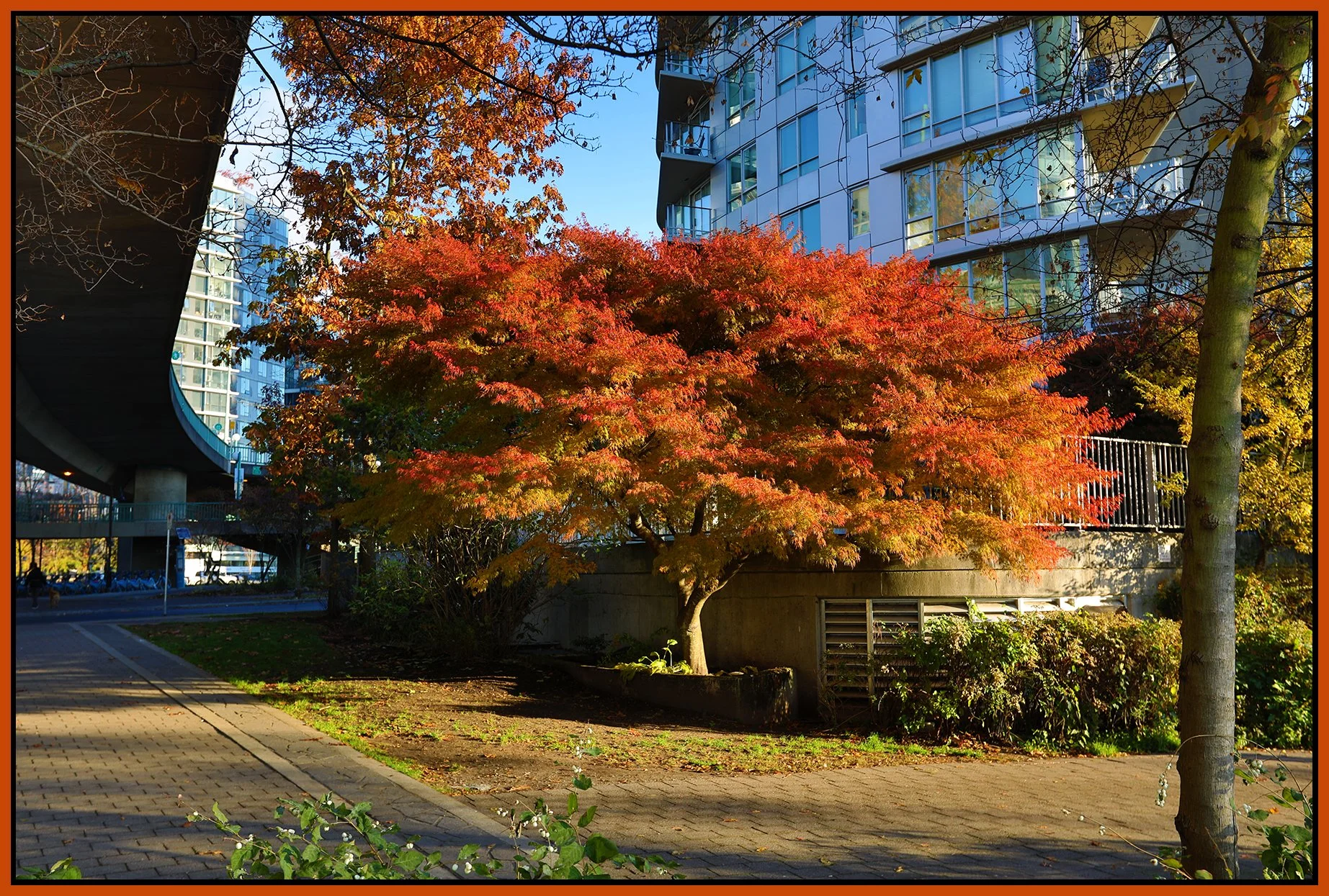 Coopers Park Trees_Nov 15_2022_HDR_5C5858_4x6s.jpg