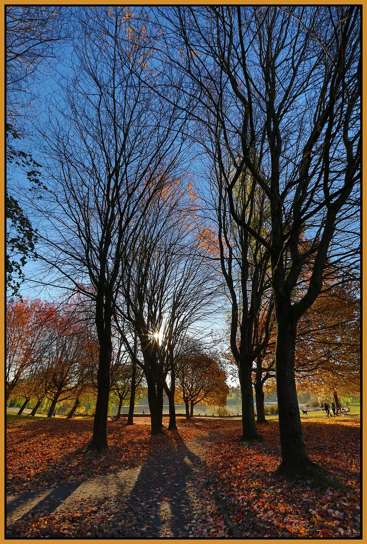 Trout Lake Trees_Nov 12_2014_HDR_F5341_4x6s.jpg