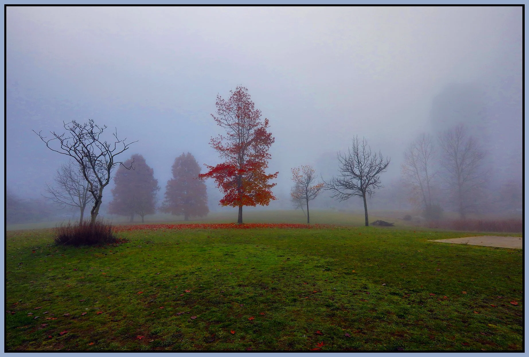 Devonian Park Trees in Fog_Nov 28_2023_HDR_5E1019_peGirls_4x6s.jpg
