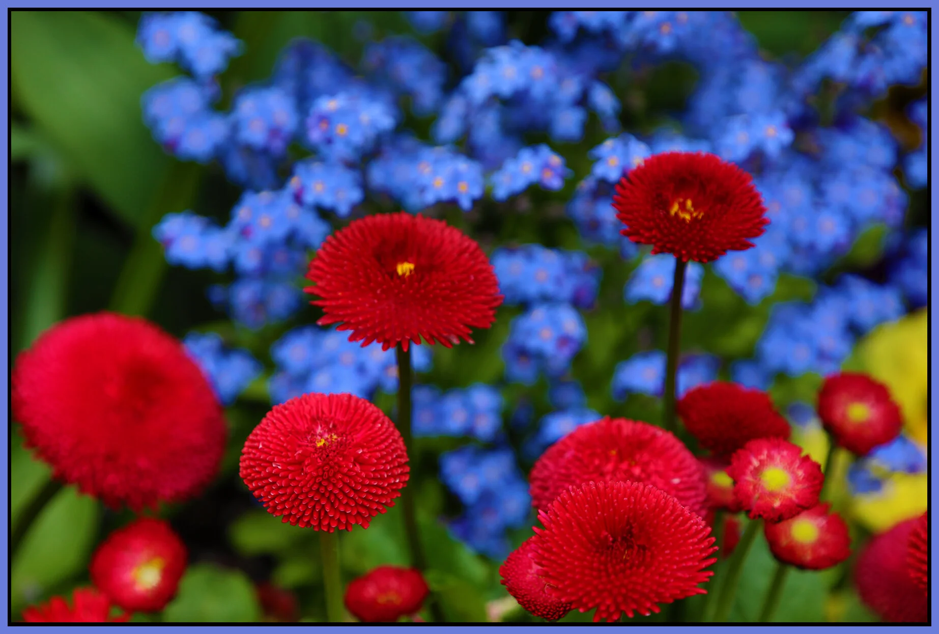 Flowers_Apr 28_2021_HDR_4G7972_4x6s.jpg