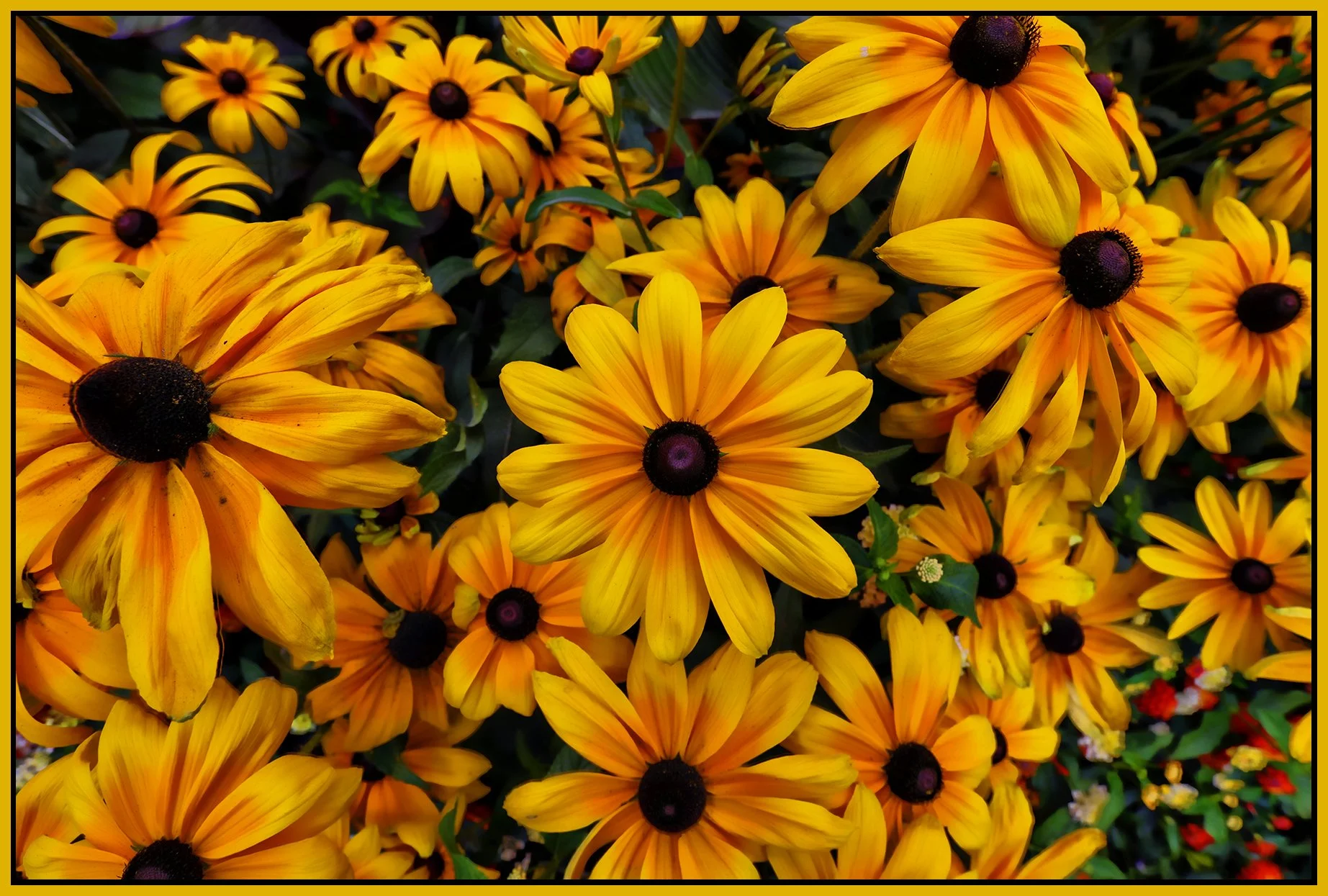 Flowers Rudbeckia_Sep 3_2022_HDR_5B7063_peShdngCntrst_4x6s.jpg
