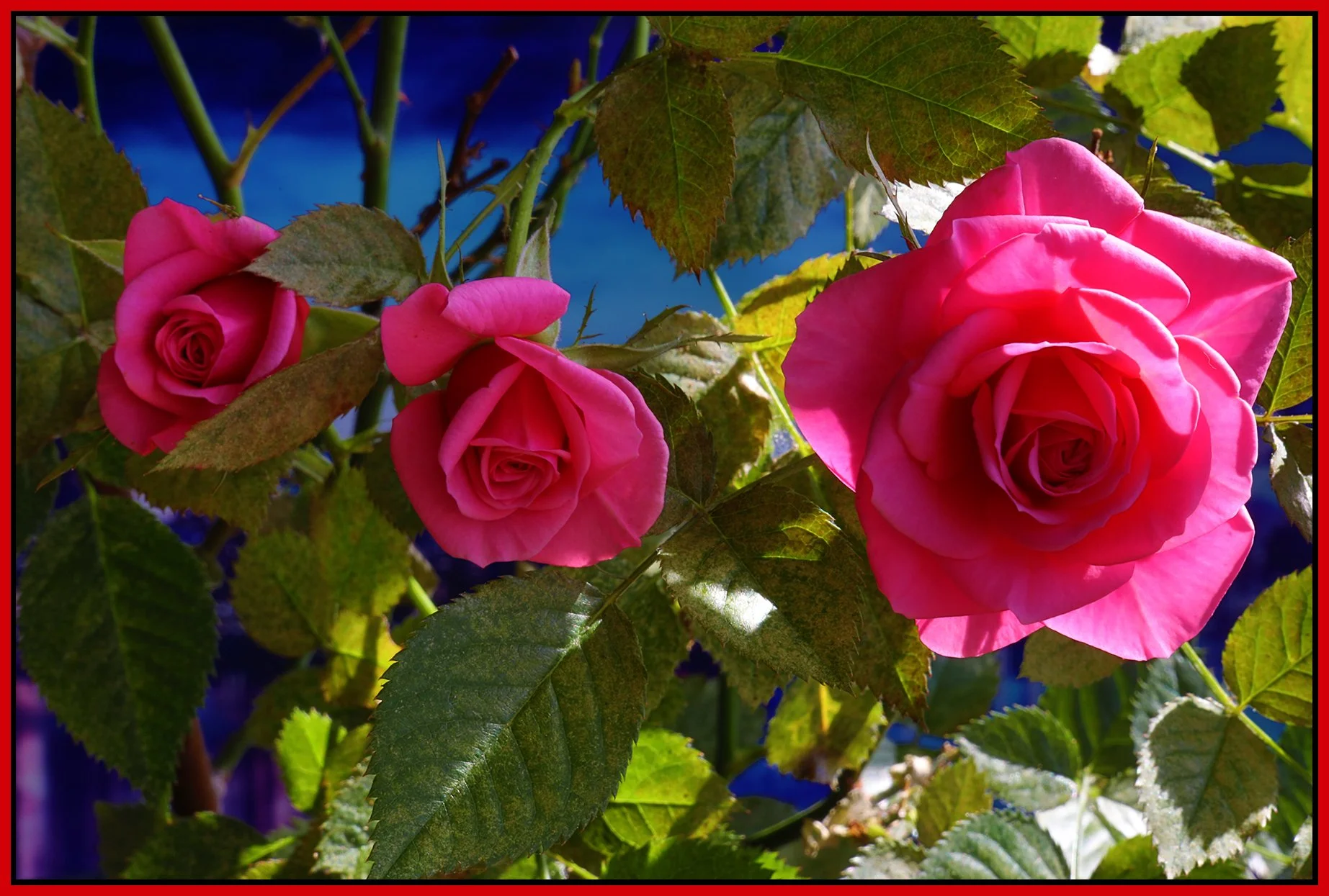 Flowers Roses_Apr 28_2023_HDR_4H6368_4x6s.jpg