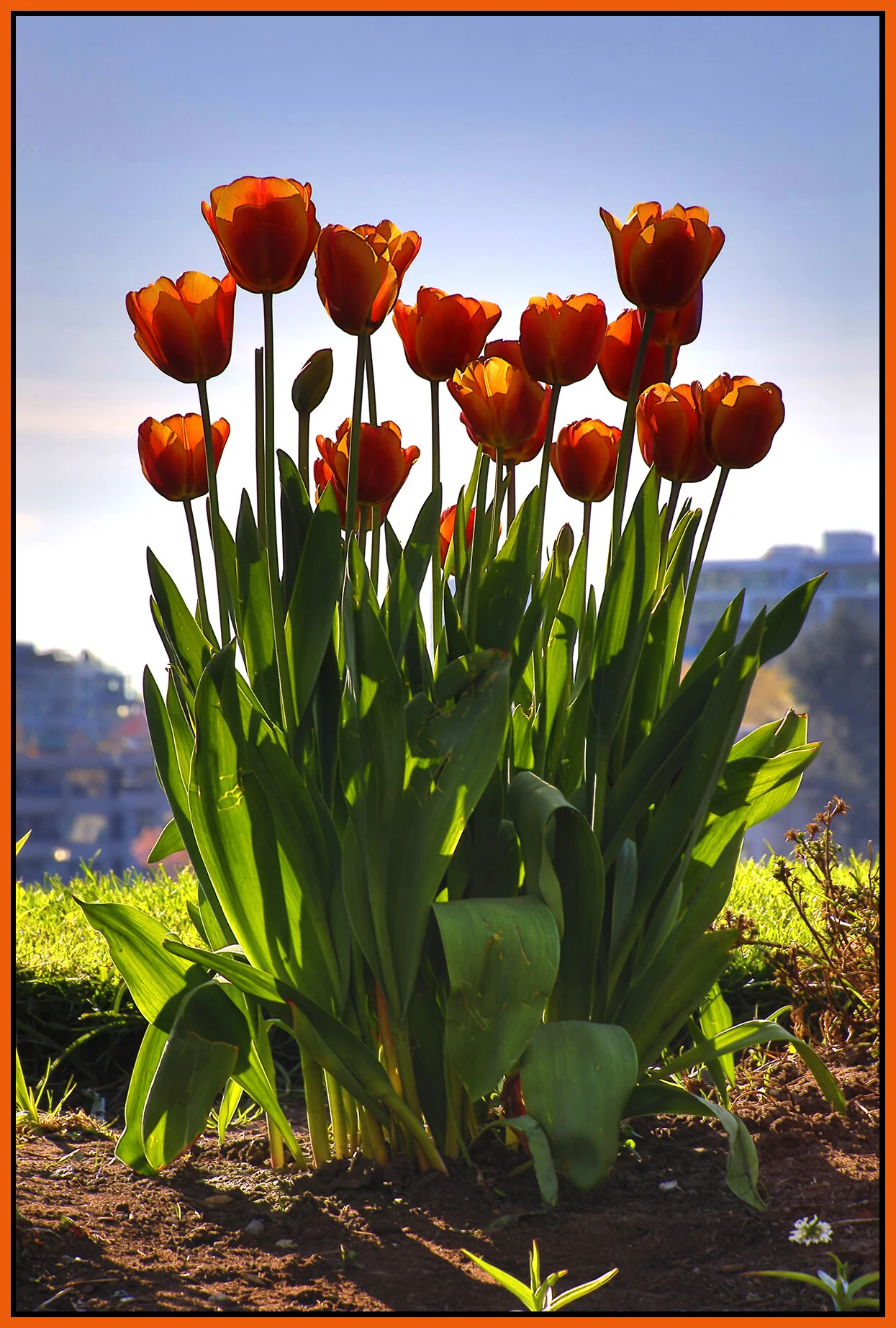 Flowers Tulips Concord Pacific_Vancouver_Apr 21_2021_HDR_4G7664_4x6s.jpg