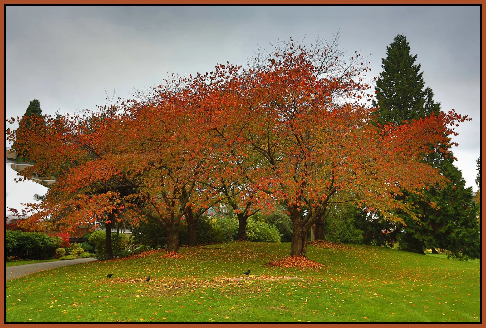 Granville Island Trees_Nov 3_2015_HDR_H9657_4x6s.jpg