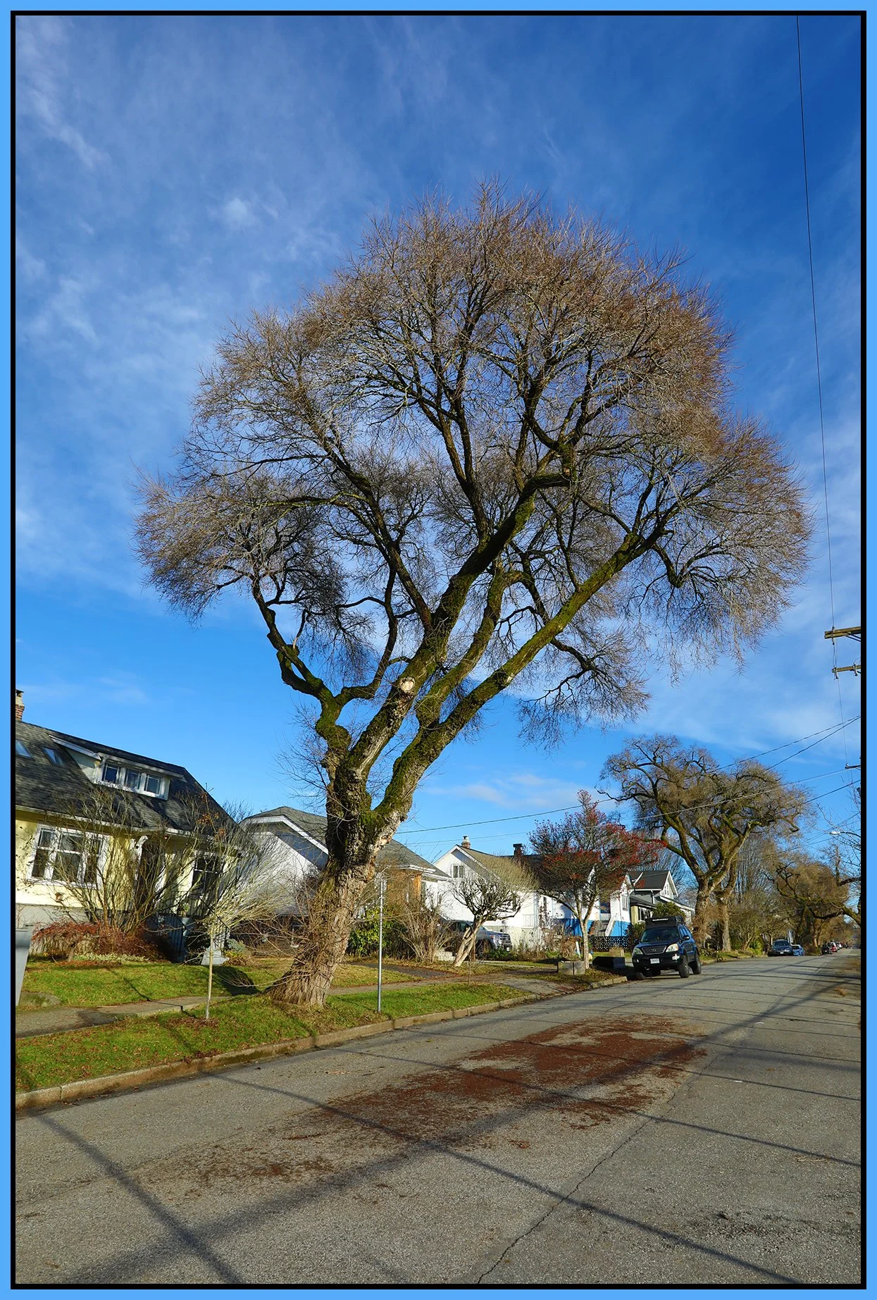 2115 Turner St Tree_Jan 11_2023_HDR_5D2539_4x6s.jpg