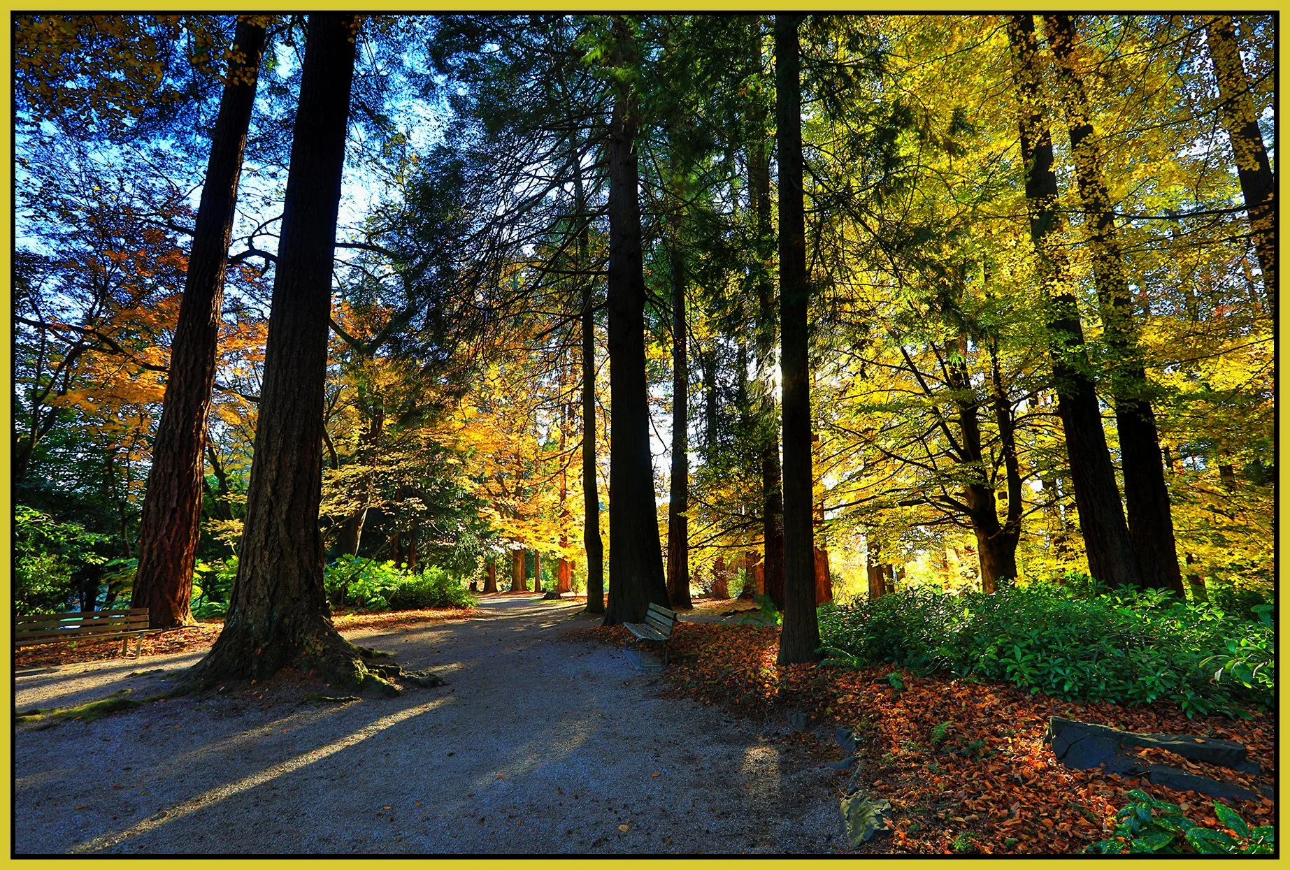 Stanley Pk Trees_Nov 18_2022_HDR_5C6986_peUrV_HyperNude_4x6s.jpg