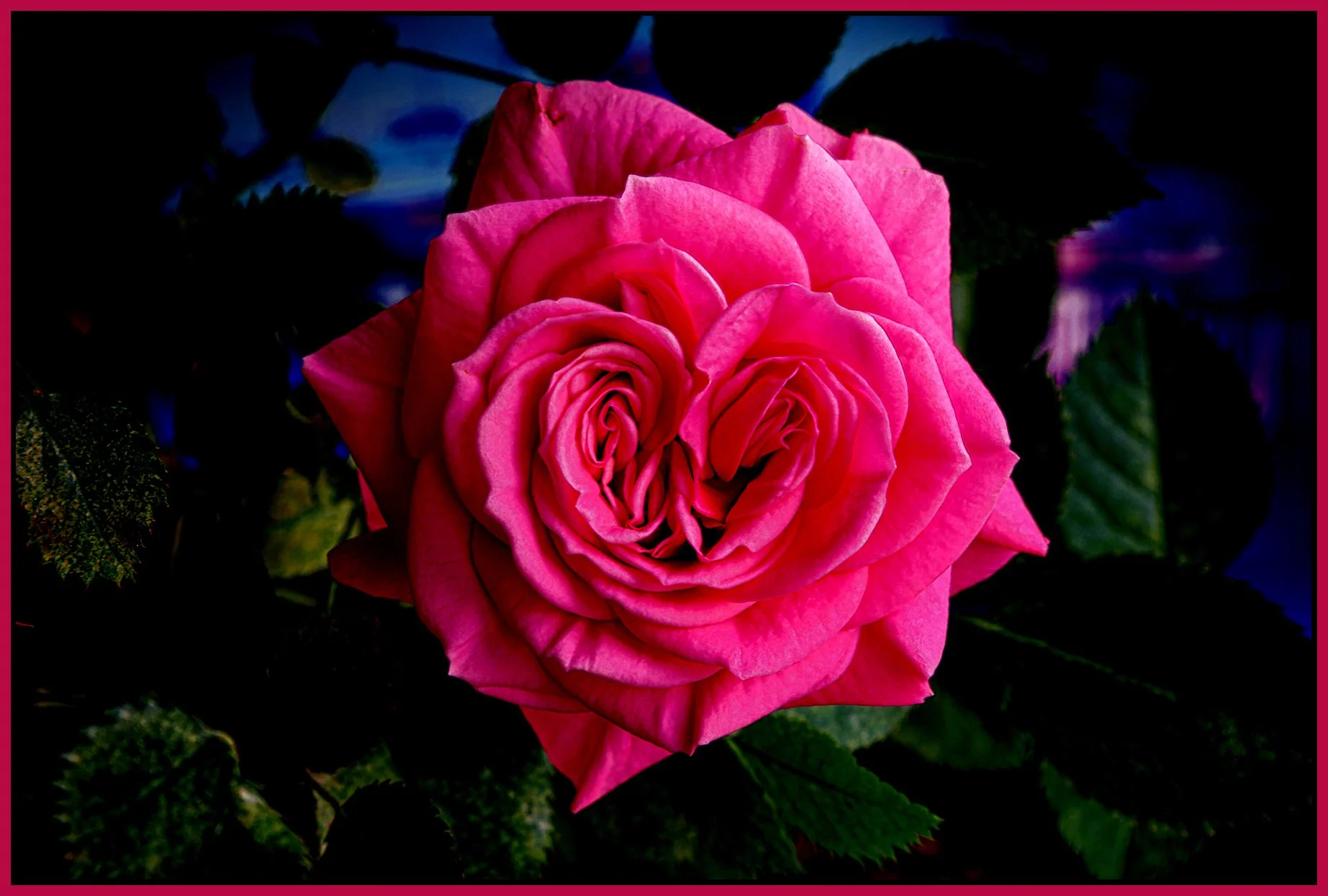 Flower_Rose_Apr 27_2022_HDR_4G8613_peShrpfctBr_Cs_4x6s.jpg