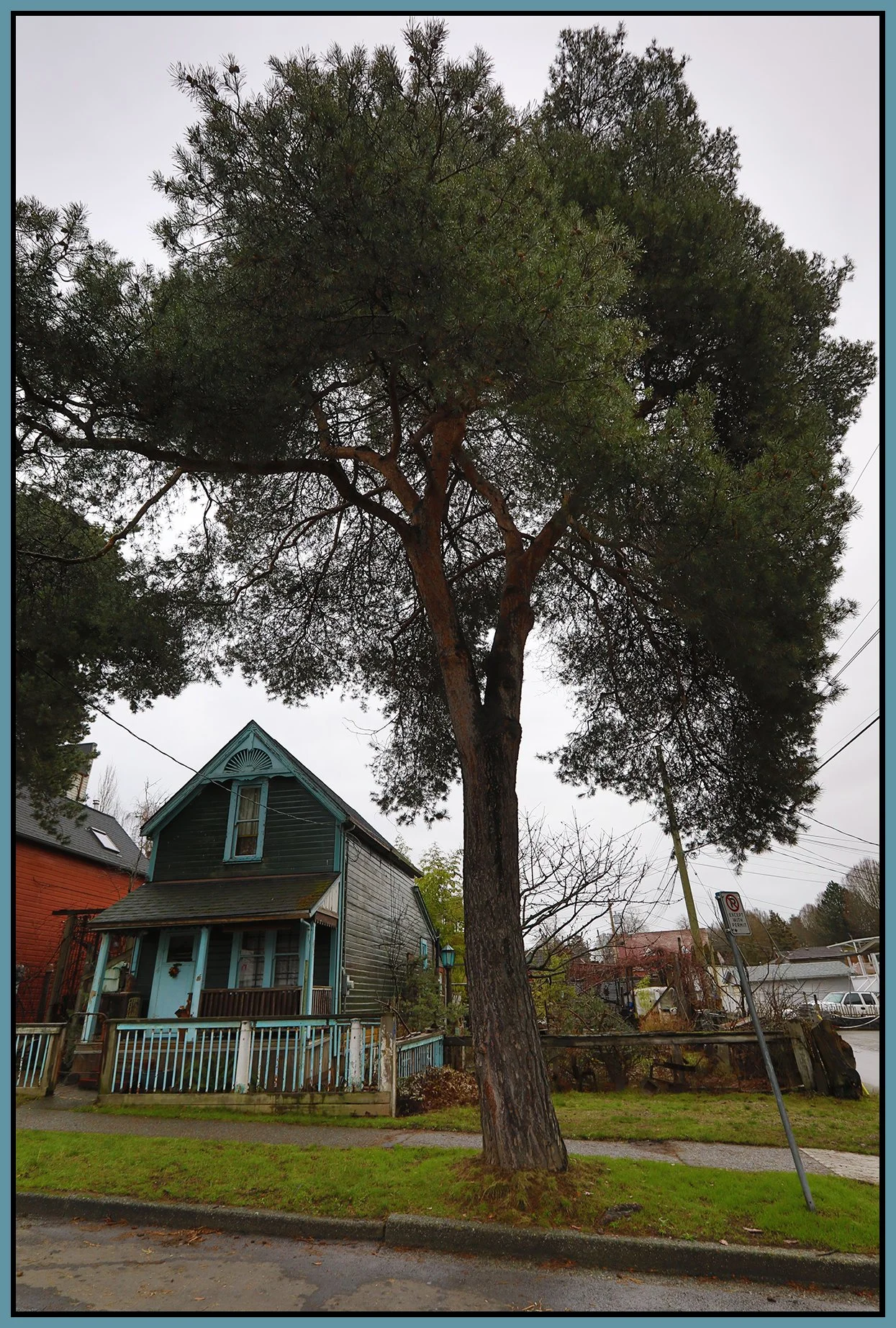 814 Dunlevy Tree_Feb 1_2023_HDR_5D3258_4x6s.jpg