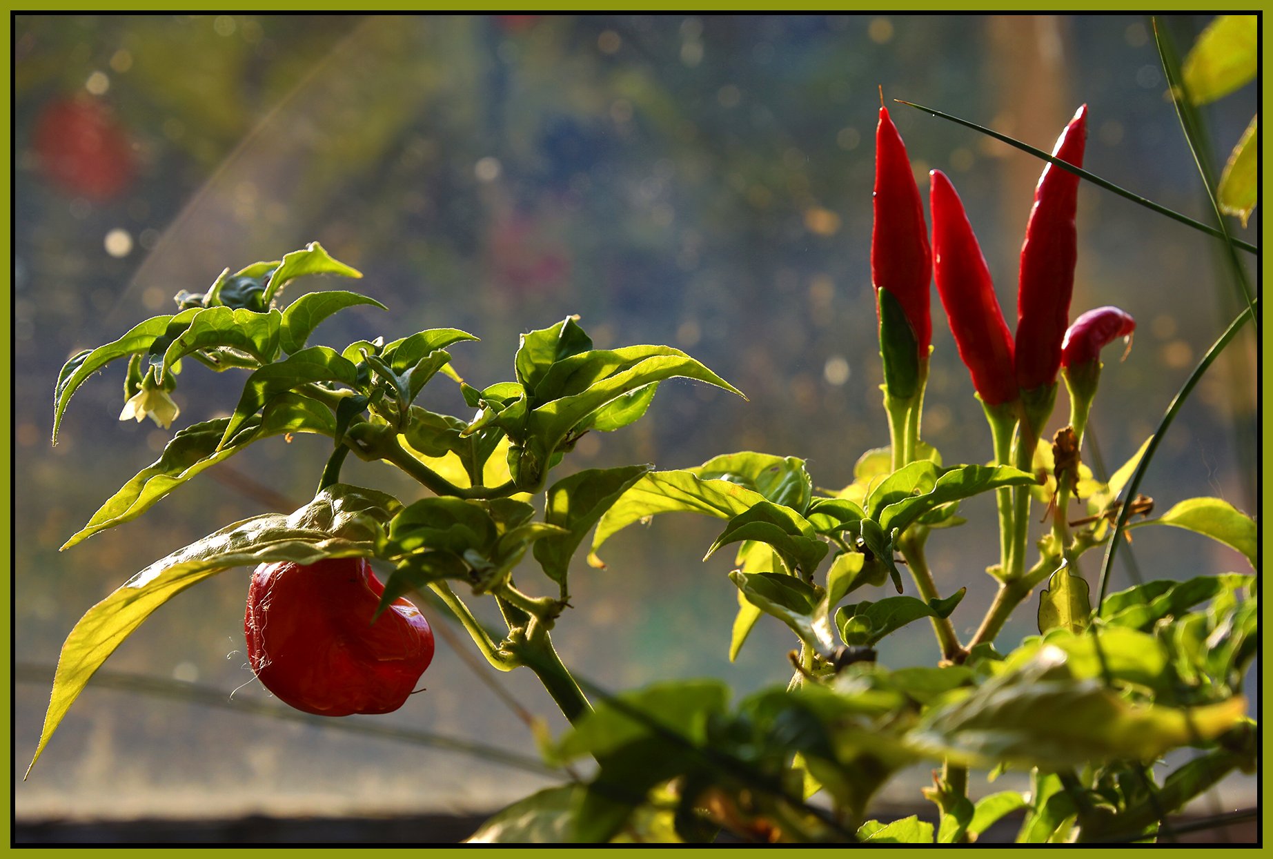 Hot Pepper Plants_Sep 27_2018_HDR_D1984_4x6s.jpg