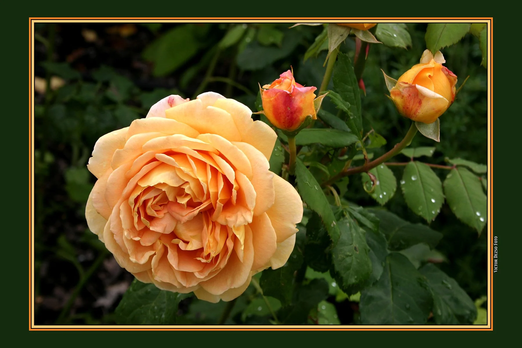 Yellow Roses_3939_4x6s.jpg
