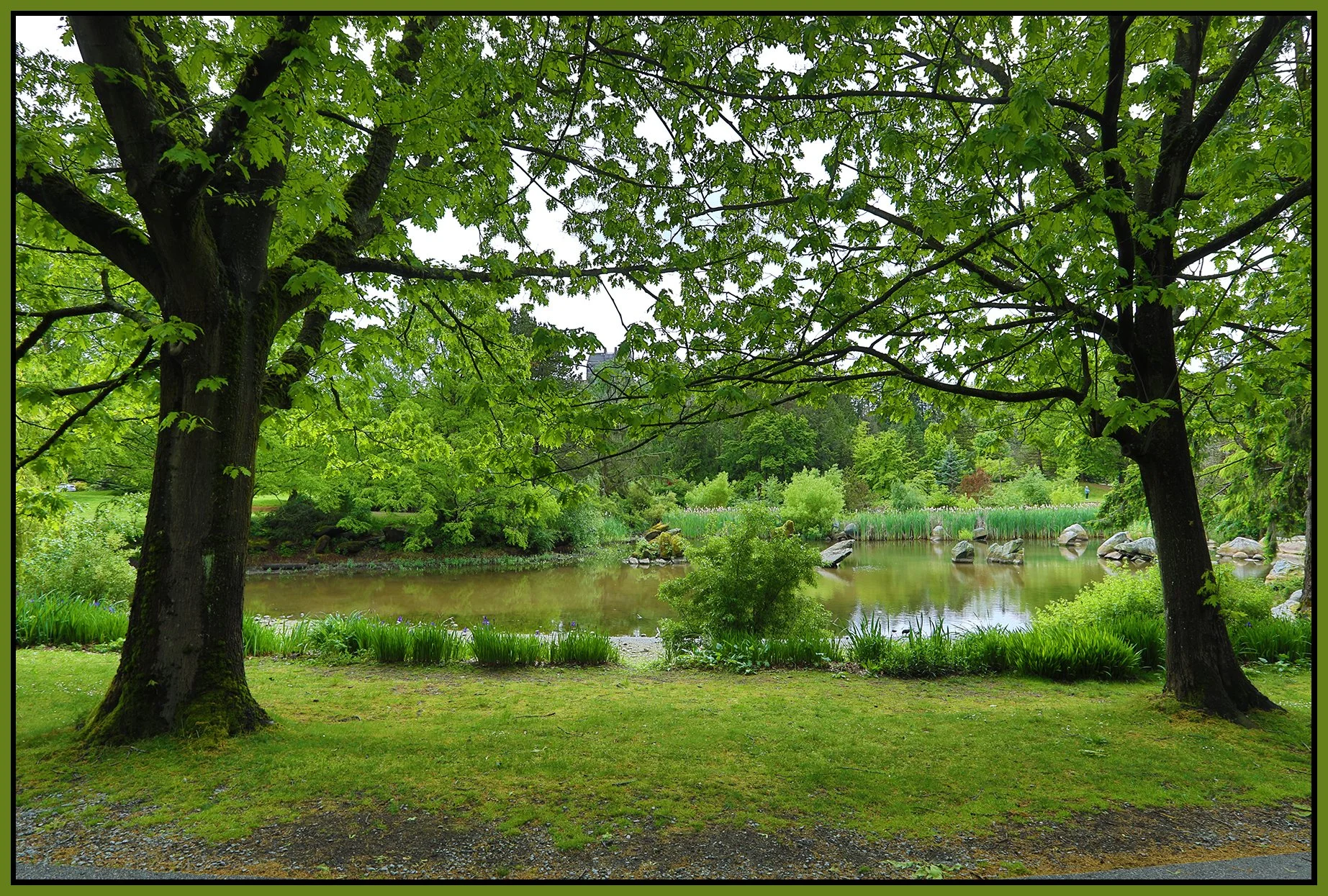 Charleson Park Pond TreesMay 19_2025_HDR_5F3017_4x6s.jpg