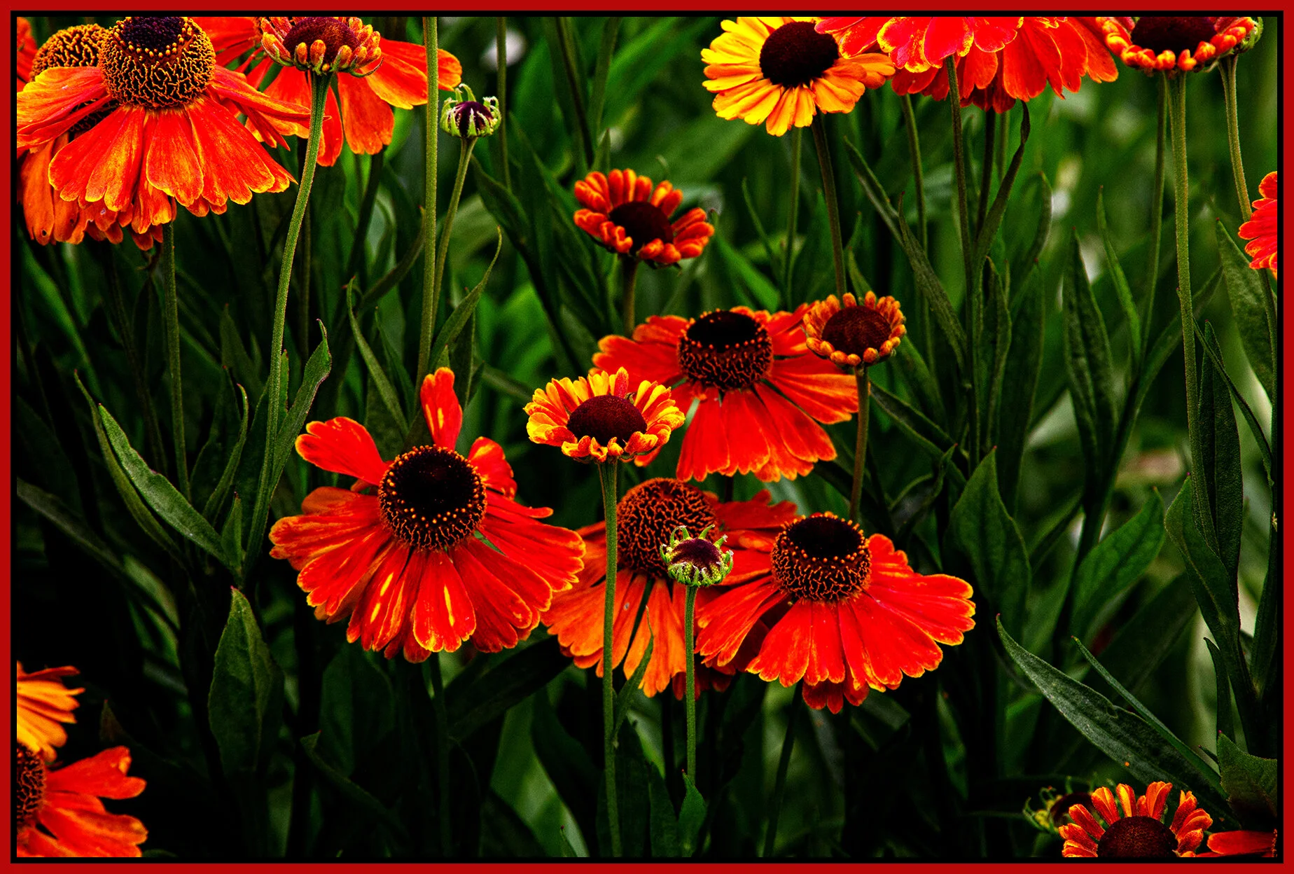 Flowers_Jul 10_2020_CR2_3B8690_peHdr_4x6s.jpg