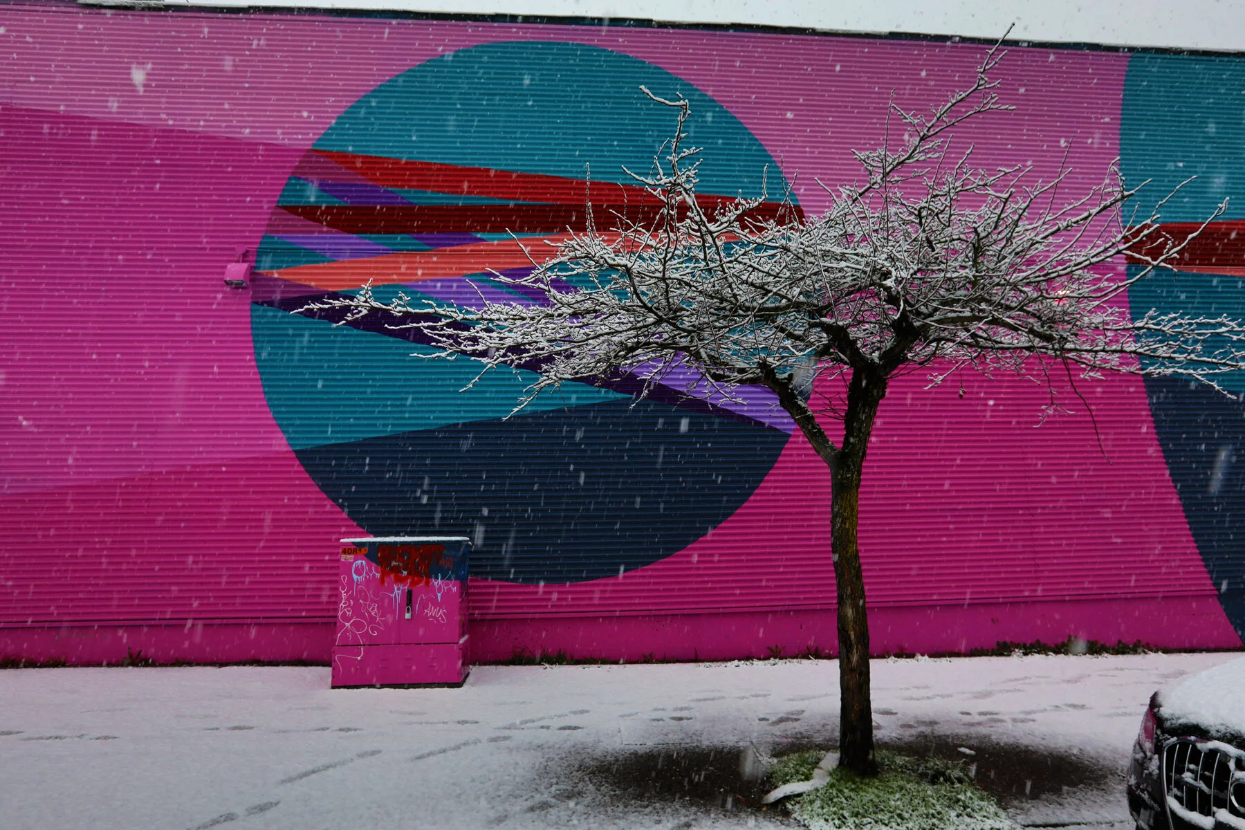 882 E Cordova Tree in Snow_Dec 19_2017_HDR_B7313_4x6.jpg