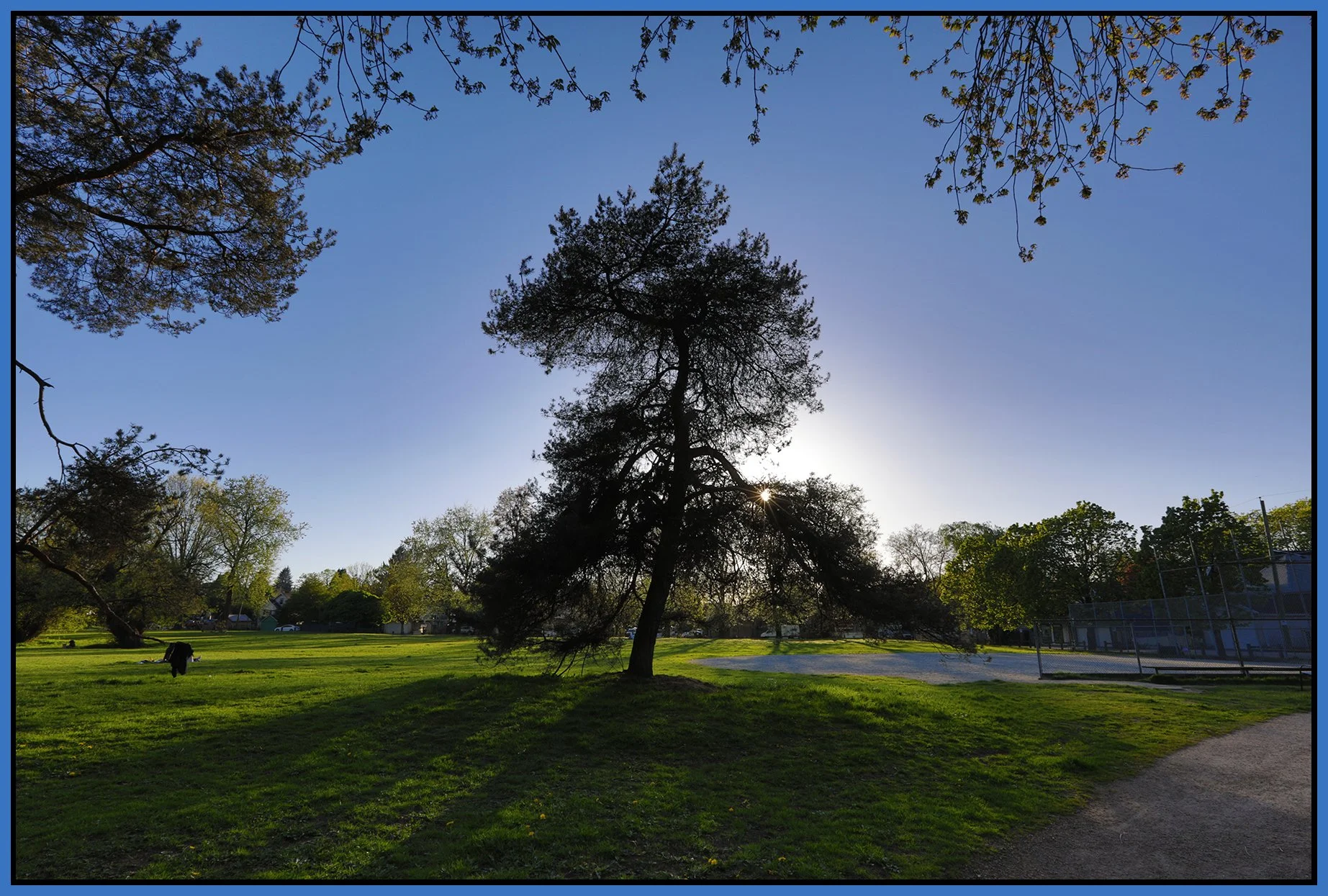 Trout Lake Tree_Apr 26_2026_HDR_4L2960_4x6s.jpg