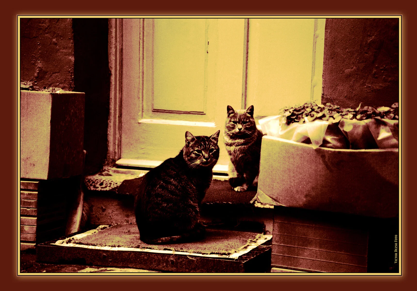 Budapest Cats_9_2_4x6s.jpg