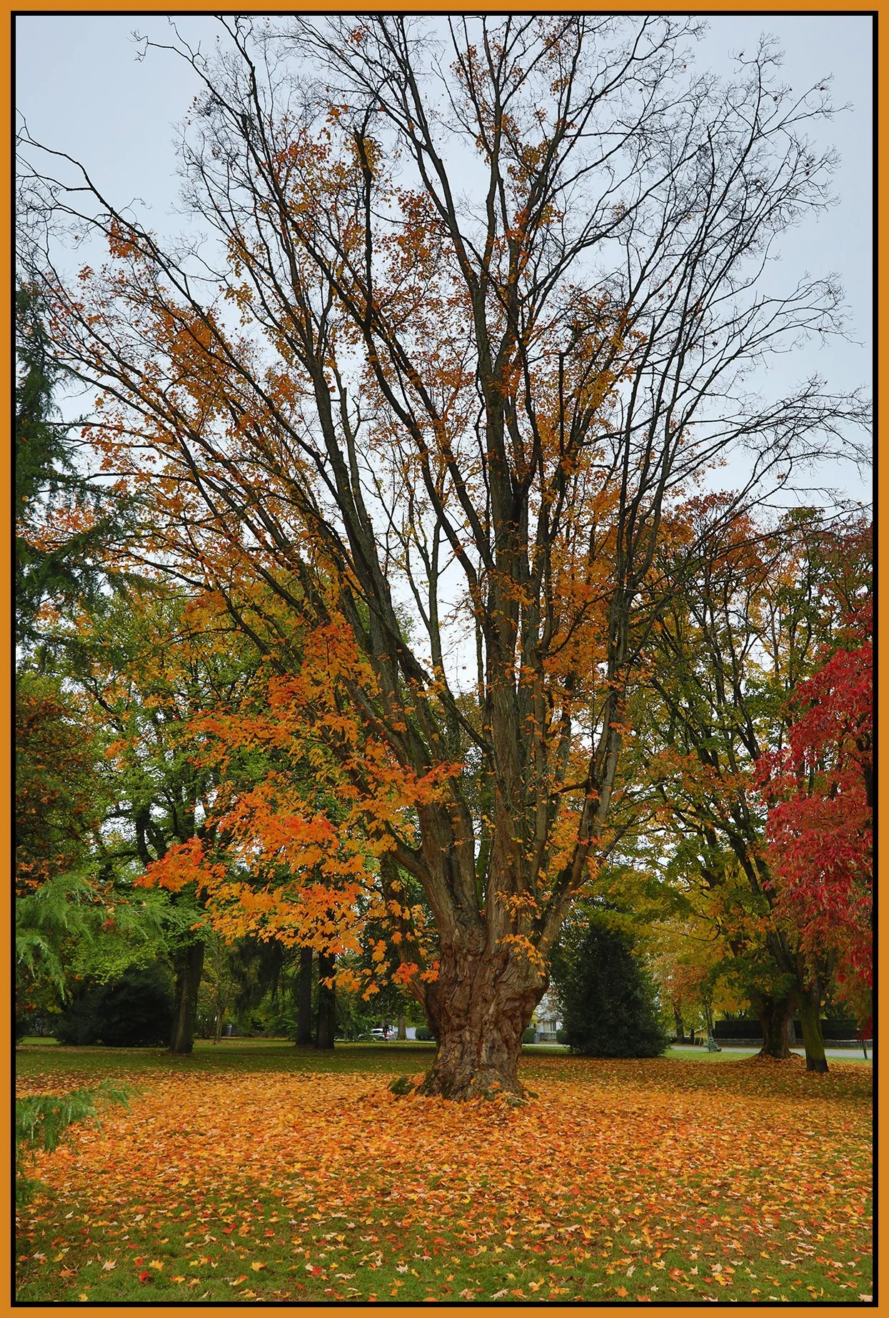 The Crescent Tree_Oct 22_2023_HDR_5C8280_4x6s.jpg