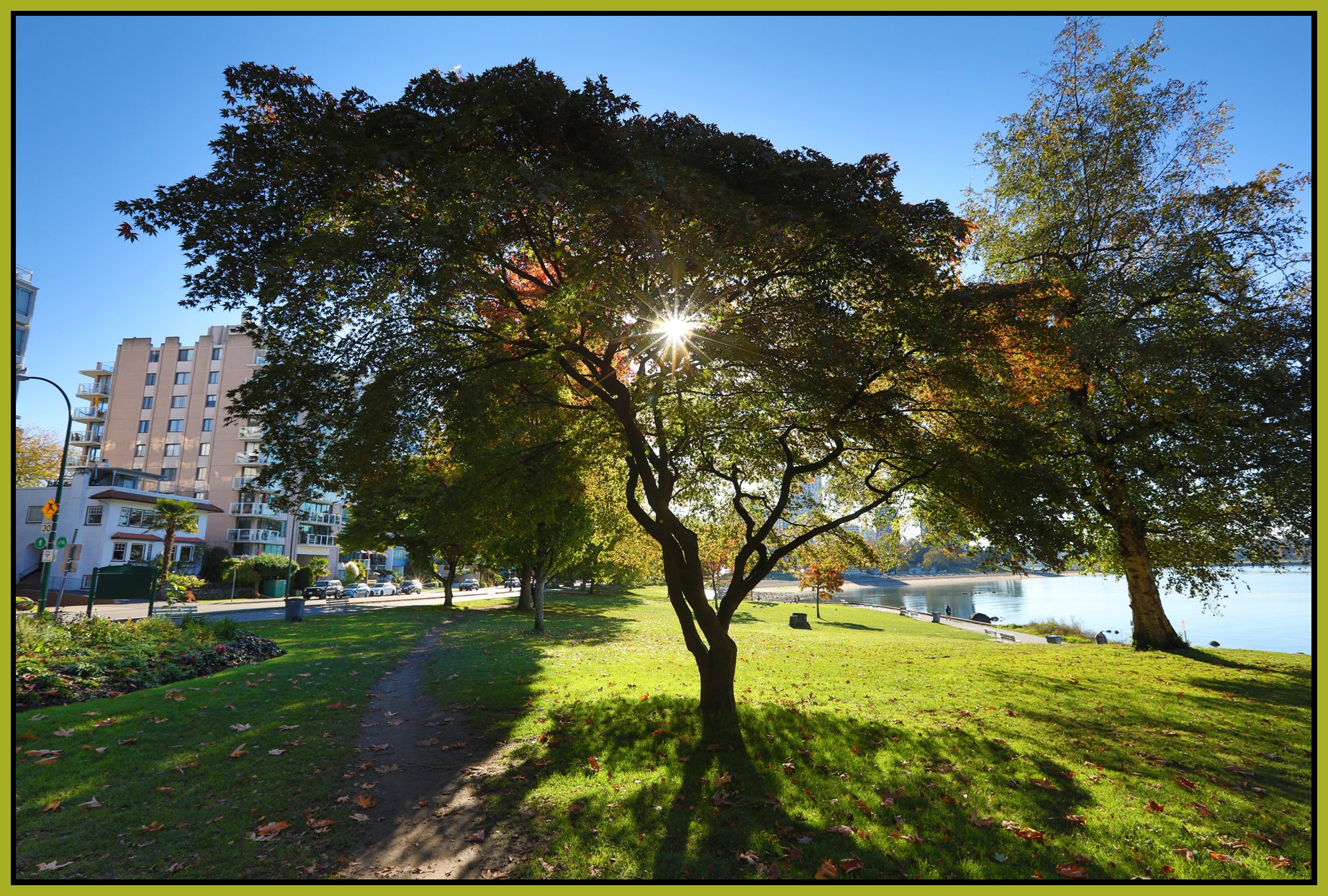 English Bay Trees_Oct 11_2016_HDR_A2274_4x6s.jpg