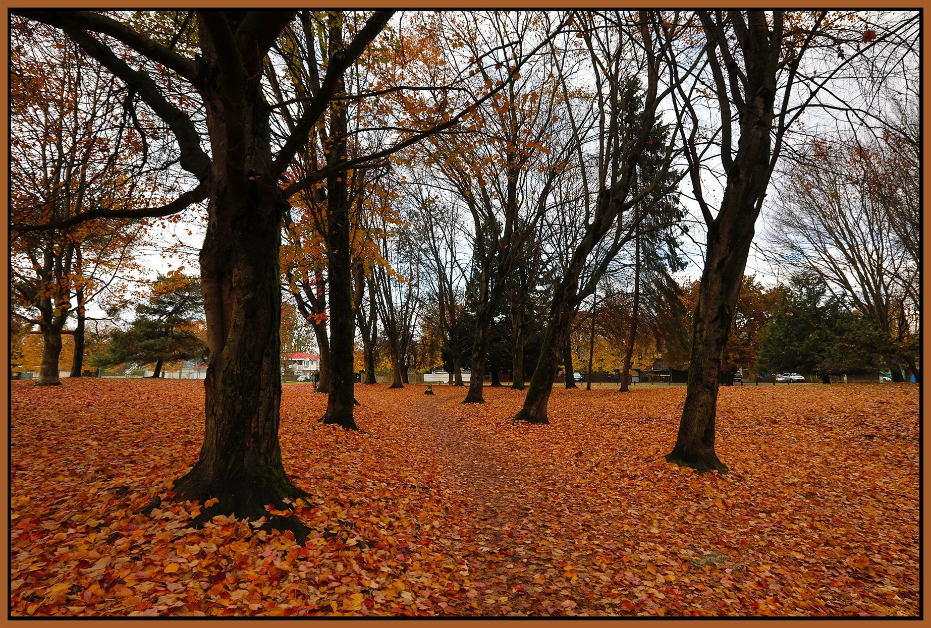Trout Lake Trees_Nov 11_2020_HDR_4G3808_4x6s.jpg