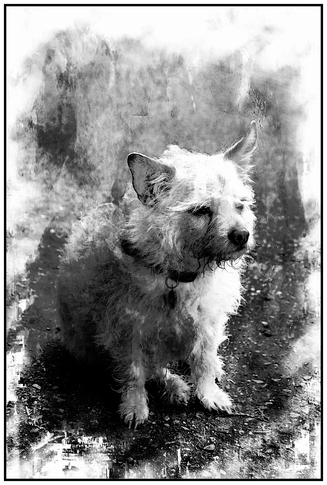 Monty in Not Happy_Dec 25_2019_HDR_F0025_peLc_PhtoArt042_4x6s.jpg