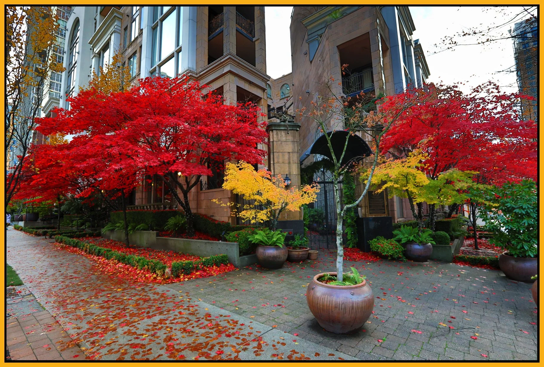 499 Drake Trees_Nov 15_2017_HDR_B0035_4x6s.jpg