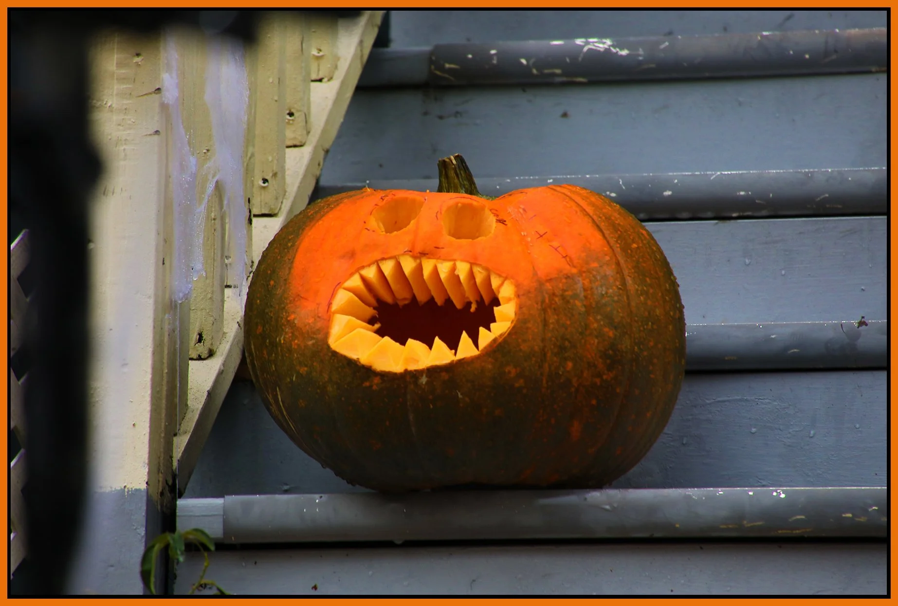 Pumpkin Nov 3_2024_HDR_5E3971_4x6s.jpg