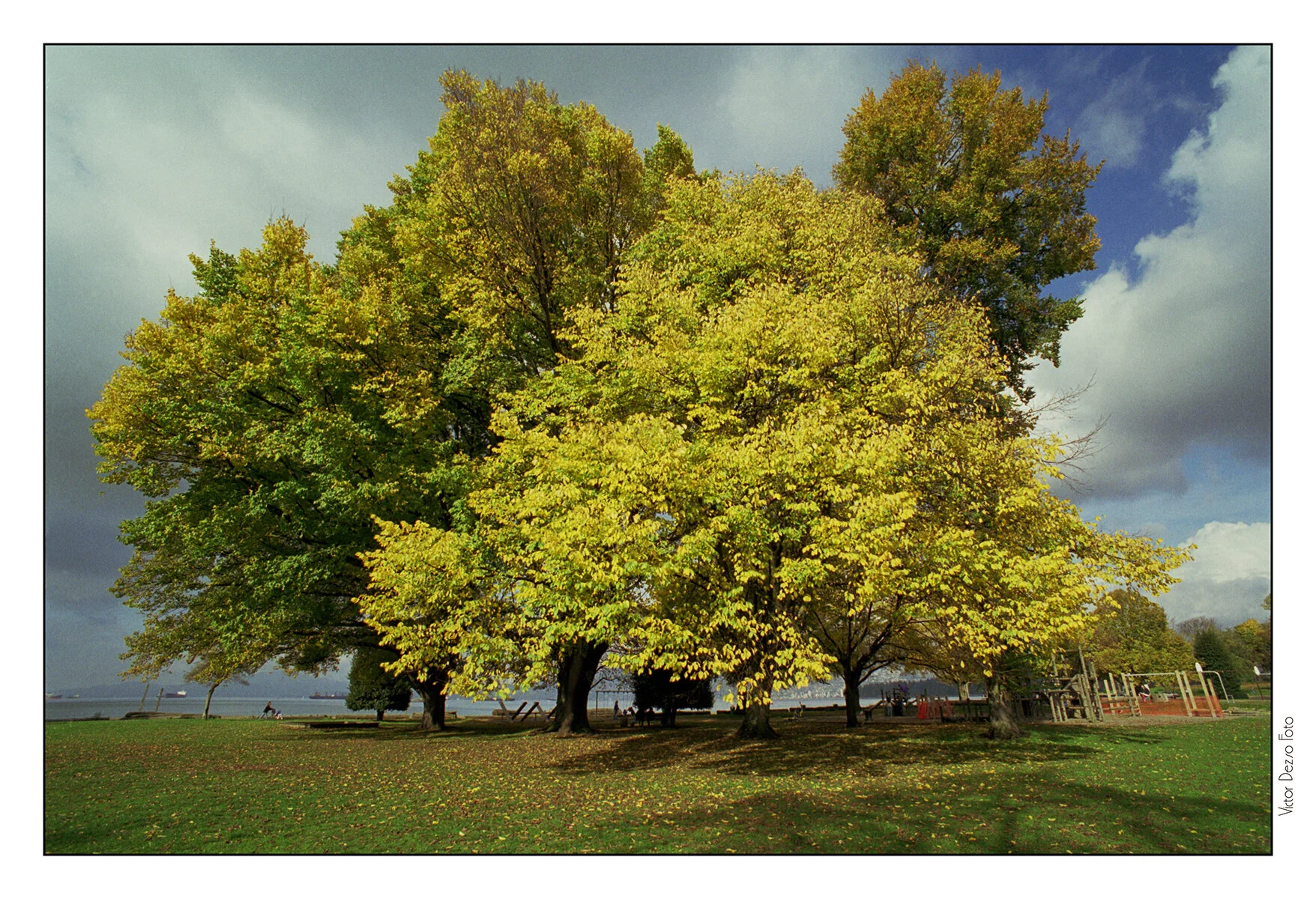 Kits Beach Trees_Nov 1_1997_21_4x6s.jpg