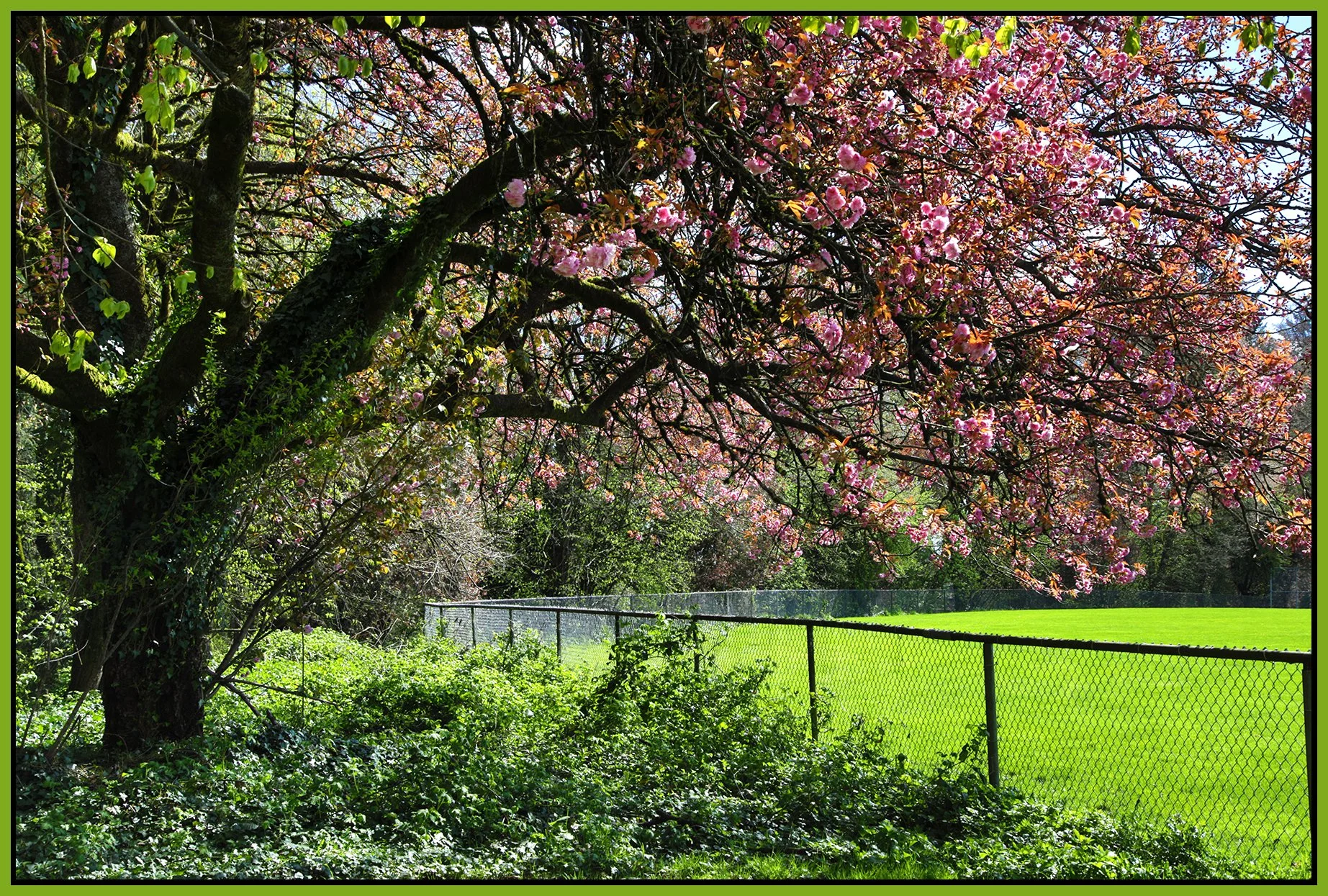 New West Trees_Apr 16_2026_HDR_4L1752_4x6s.jpg
