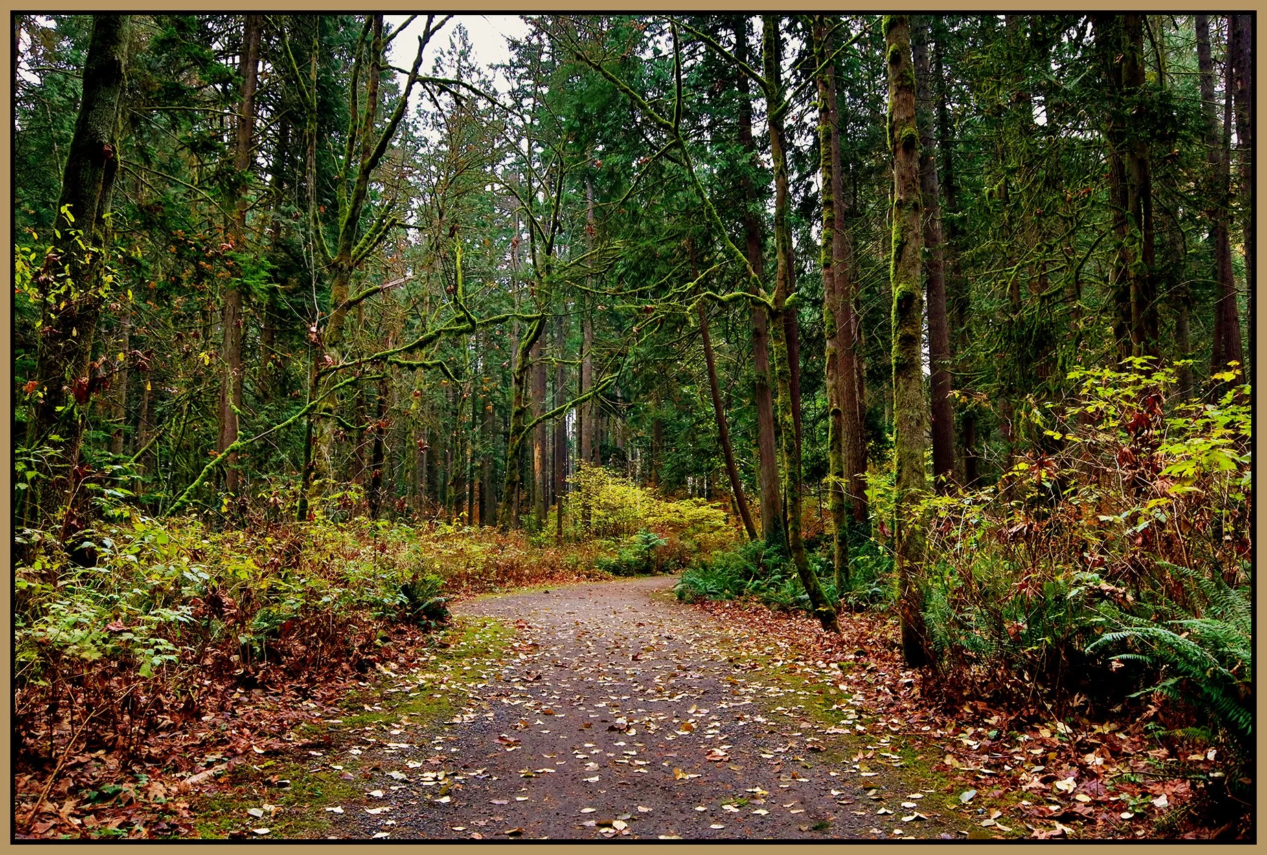 Poco Trees_Nov 20_2022_HDR_4H4818_peNatB II_4x6s.jpg