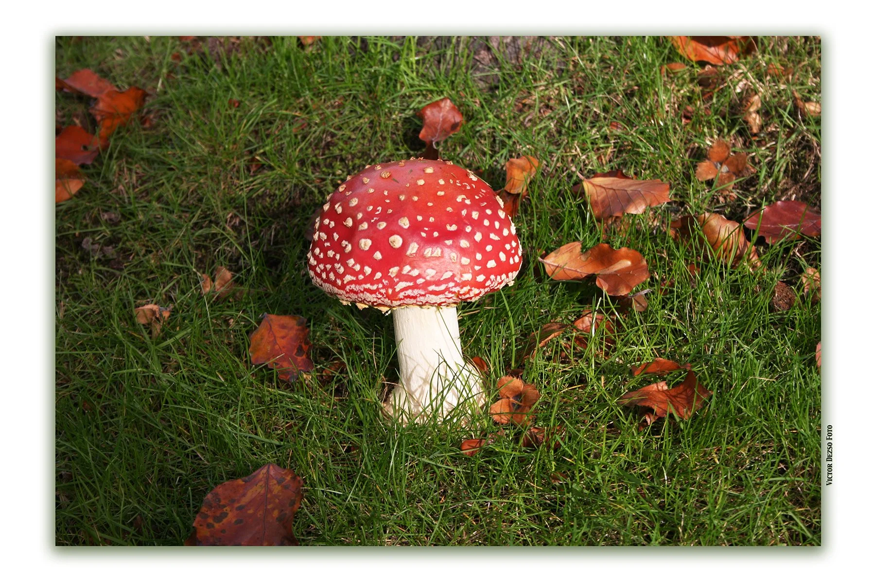 Red Mushroom_1924_1_4x6s.jpg