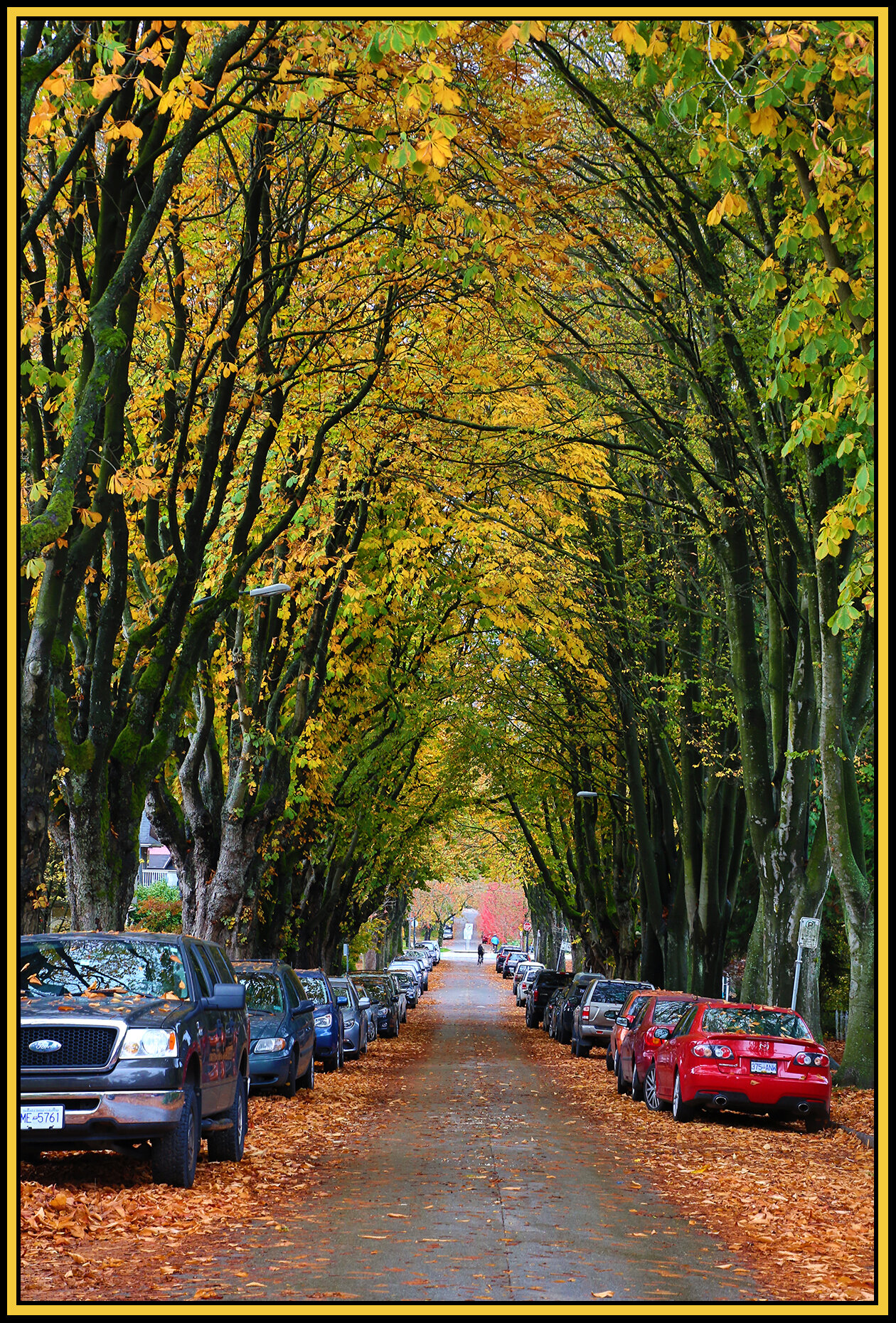 E 10 th Ave Trees_Oct 28_2018_HDR_A0504_4x6s.jpg