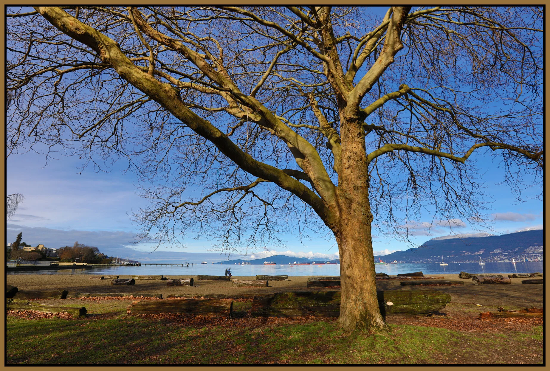 Kits Beach Tree_Feb 20_2017_HDR_A2082_4x6s.jpg