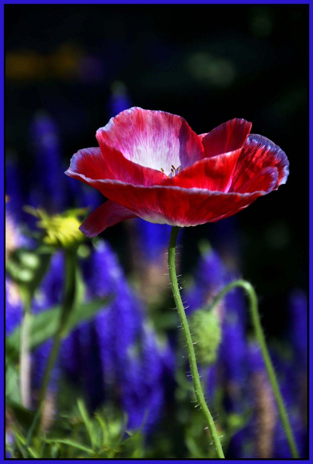 Flowers_Jul 24_2011_3025_4x6s.jpg