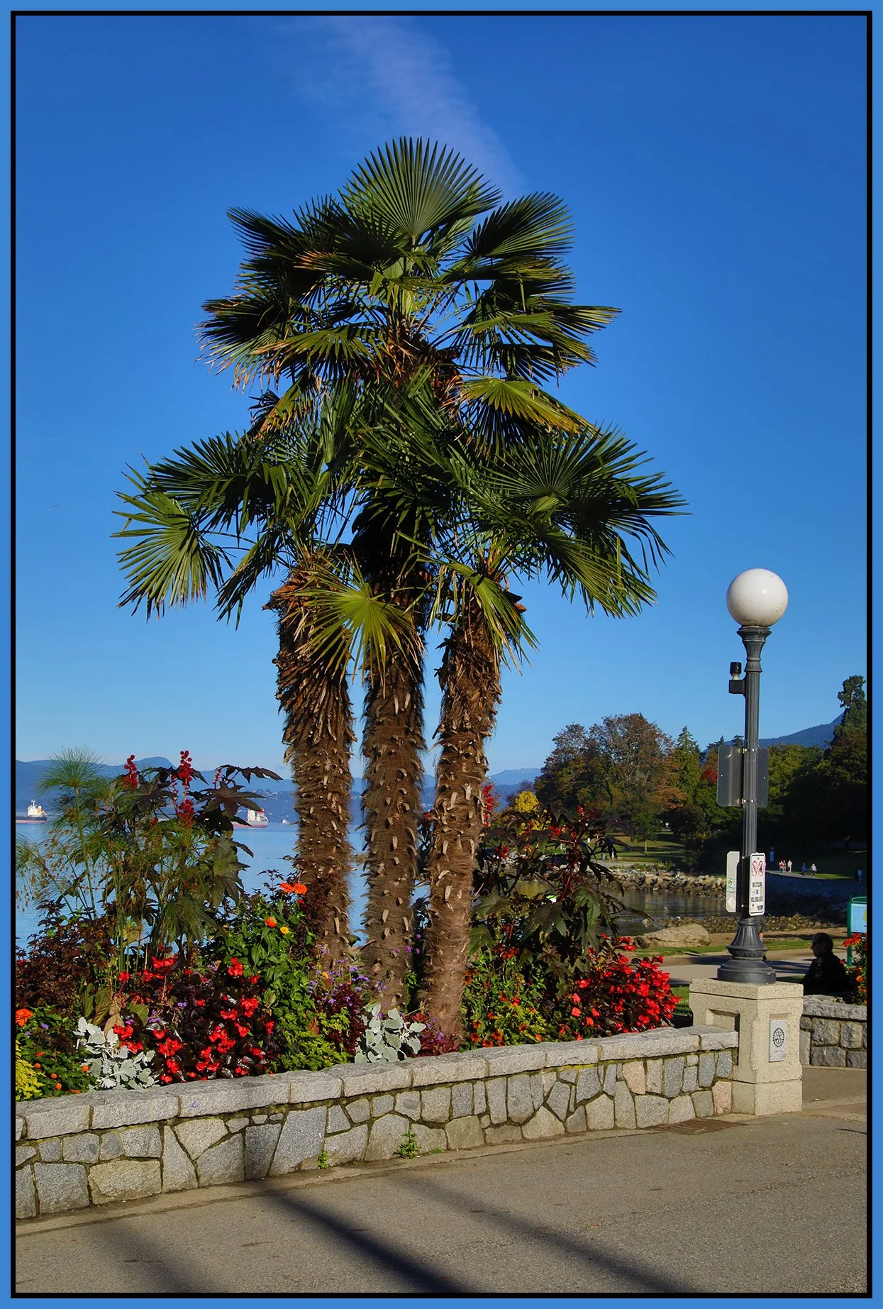 English Bay Palm Tree_Sep 24_2024_HDR_5E1406_4x6s.jpg