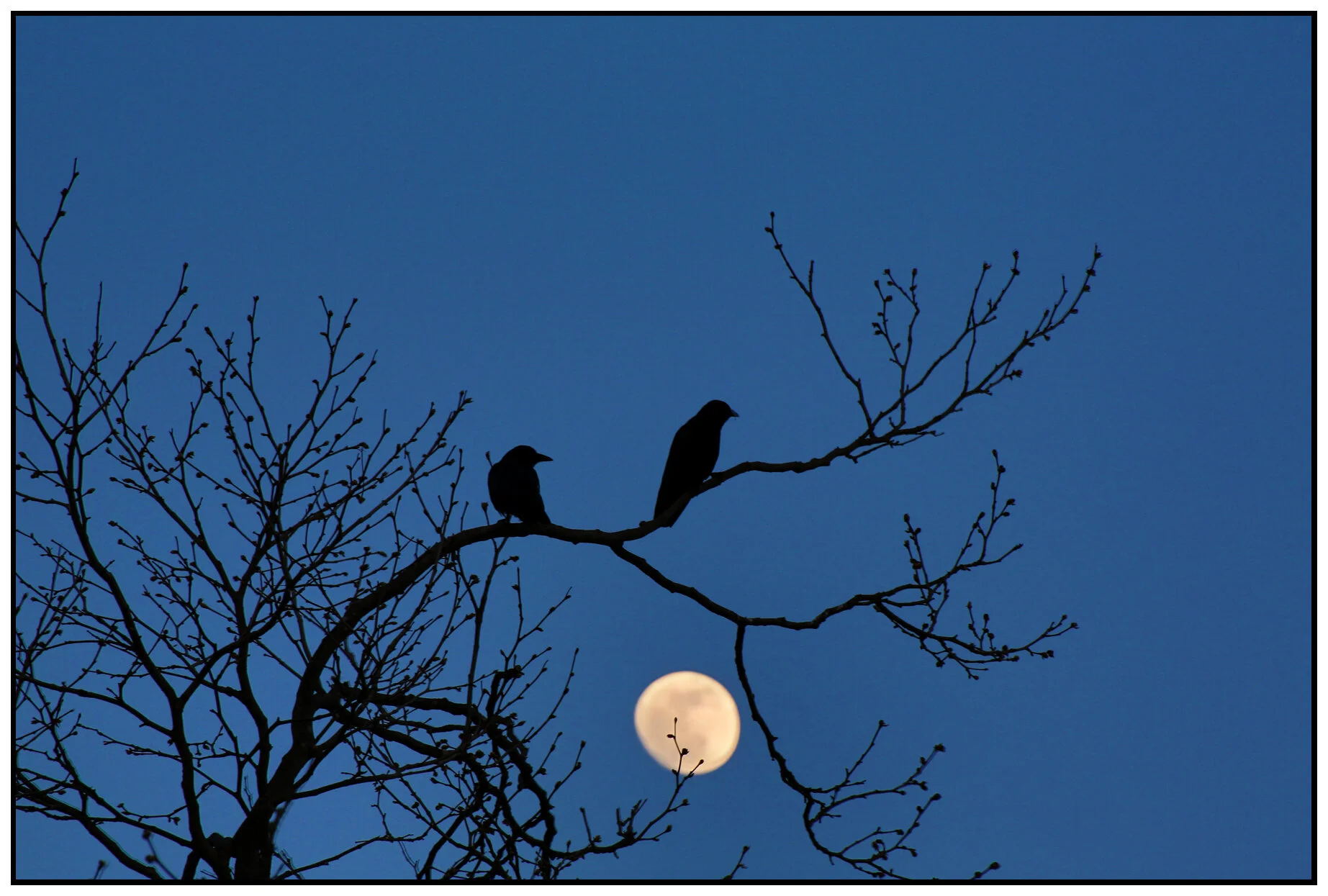 Blackbirds & Moon_Apr 12_2014_HDR_E1710_4x6s.jpg