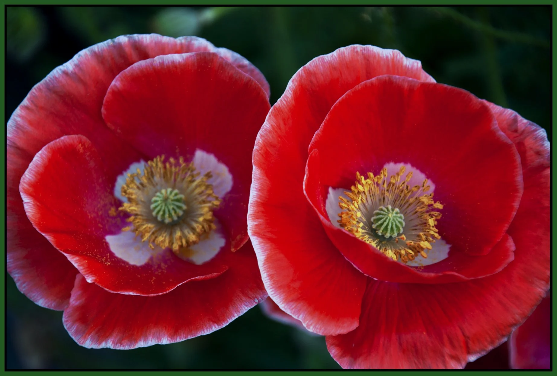 Flowers Poppies_Jul 30_201_3730_4x6s.jpg