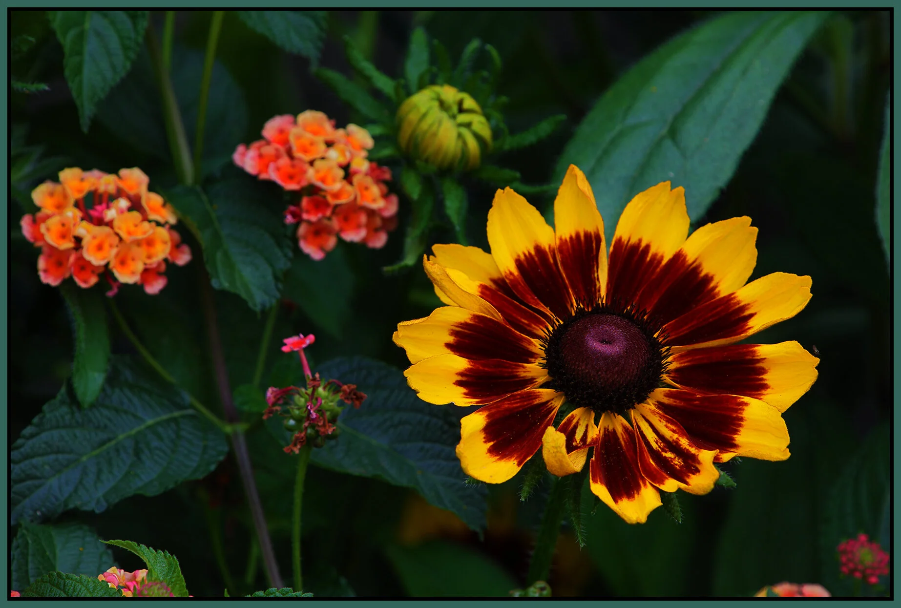 Flowers_Jul 31_2021_HDR_5A6623_4x6s.jpg