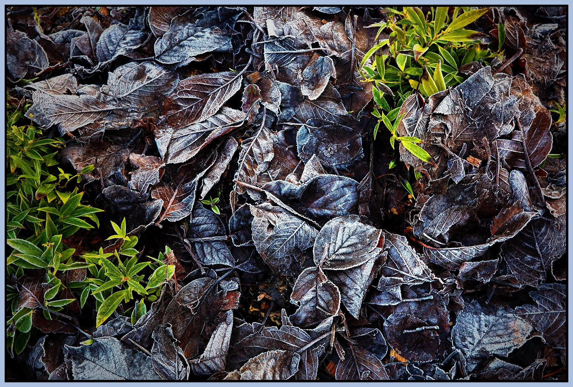 Frosty Leaves_Dec 19_2021_HDR_5A3102_peDrkImpct_4x6s.jpg