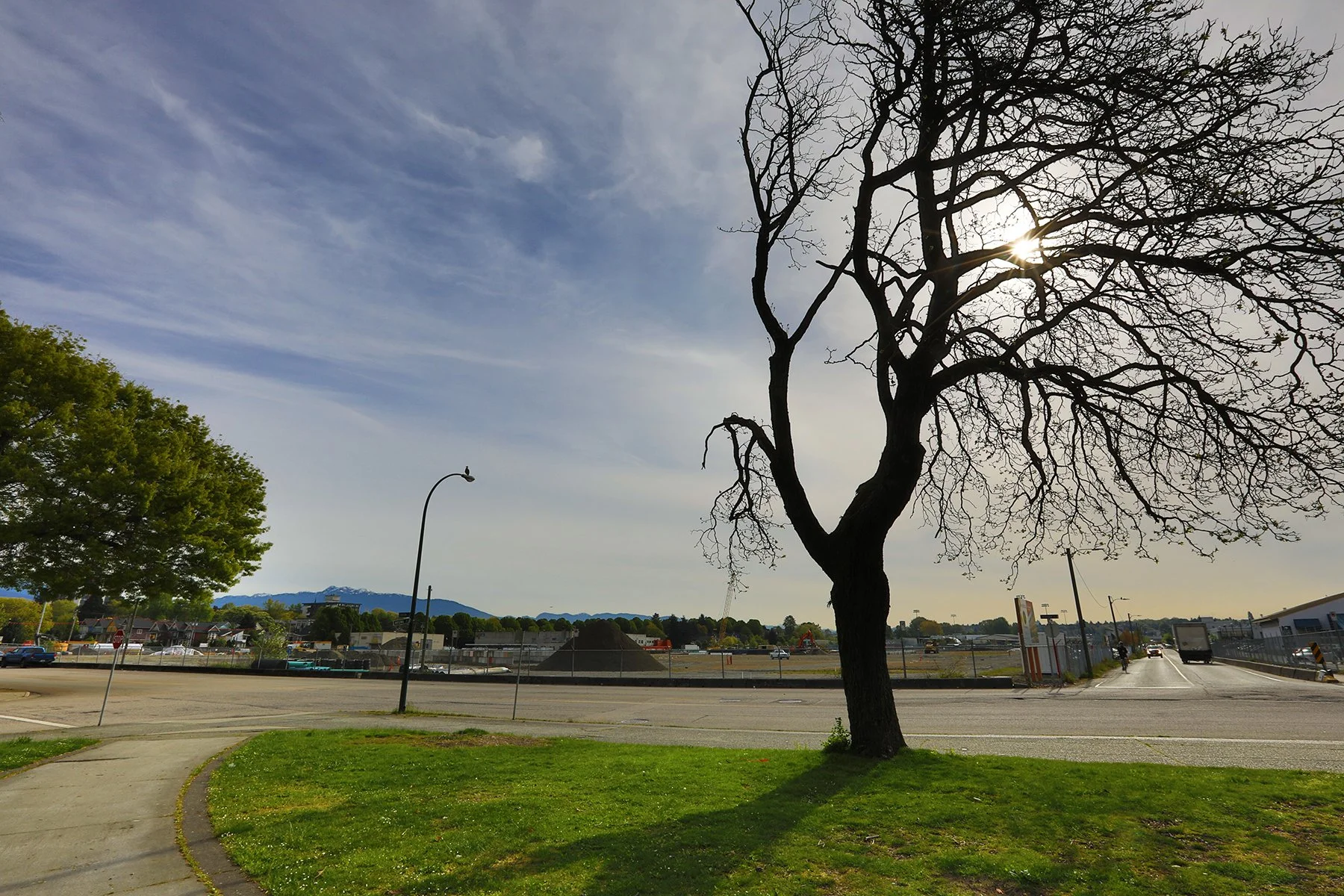 Station St Tree_May 5_2021_HDR_5A2428_4x6.jpg