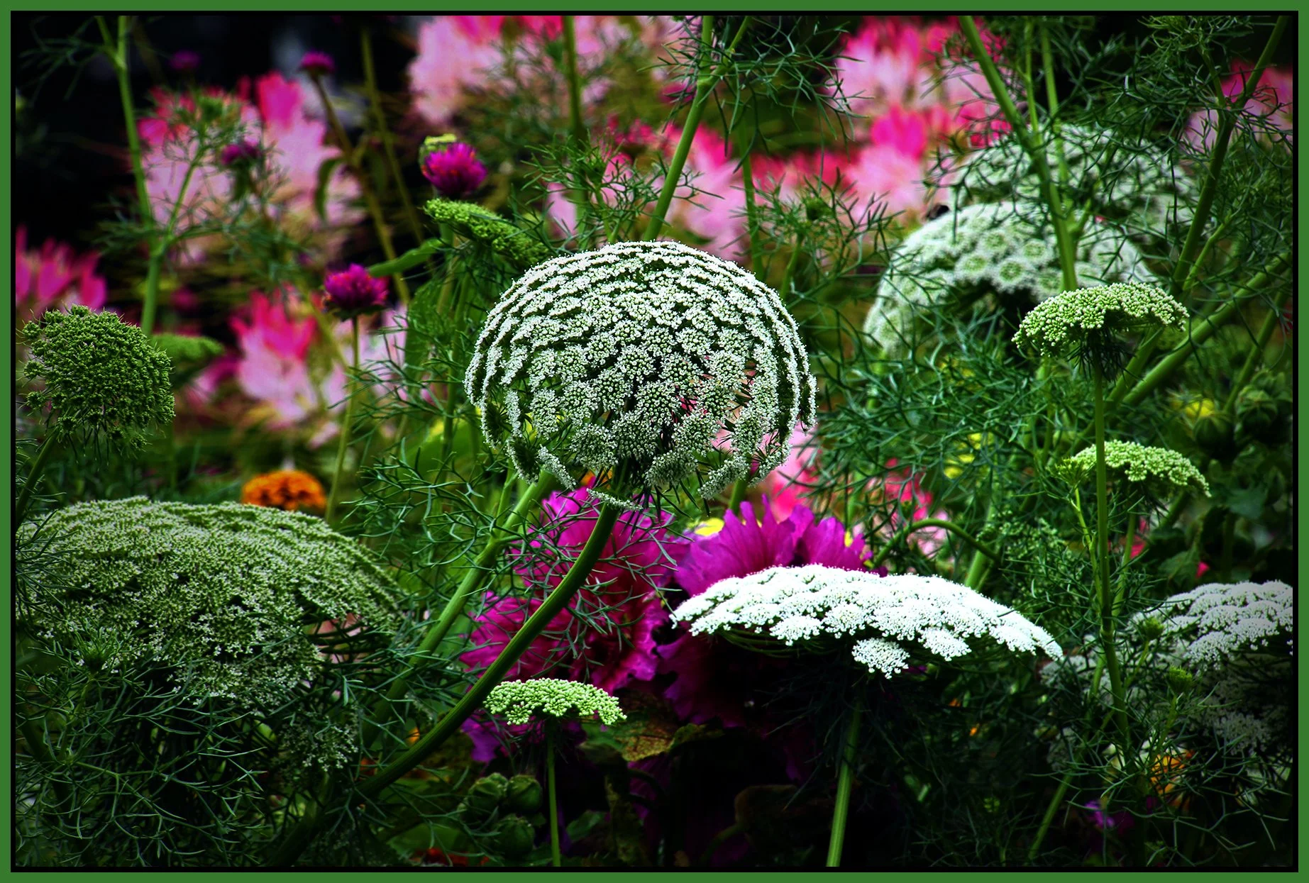 Flowers_Aug 14_2024_HDR_5E8246_peDrkImpct_4x6s.jpg