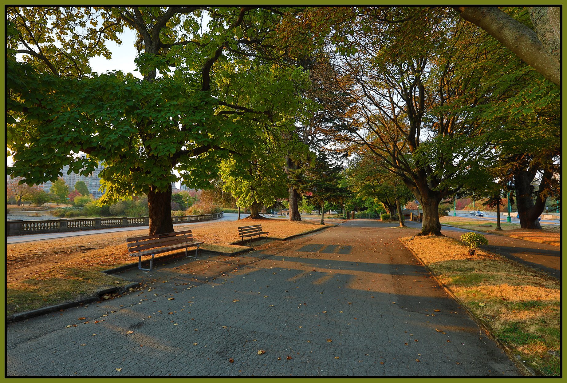 Stanley Park Trees_Oct 16_2022_HDR_5C3560_4x6s.jpg