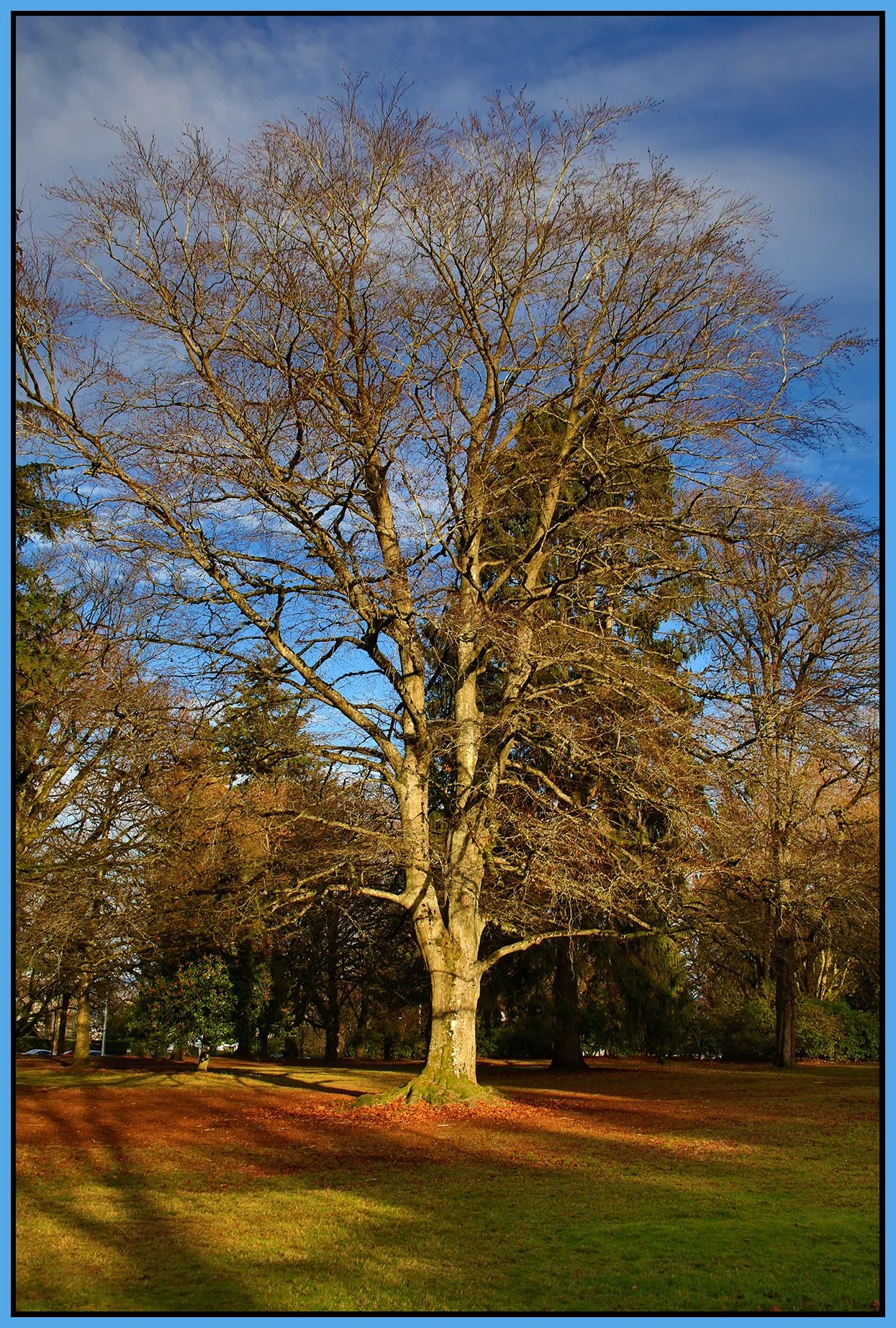 Shaughnessy Tree_Dec 11_2024_HDR_A9497_4x6s.jpg